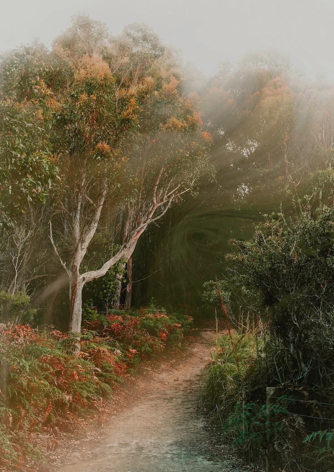 Quiet-Path-Ferro-Studio-Wild-Santuary-Australian-Bush-Fine-Art-Nature-Photography-Prints-Tasmania-Websize.jpeg