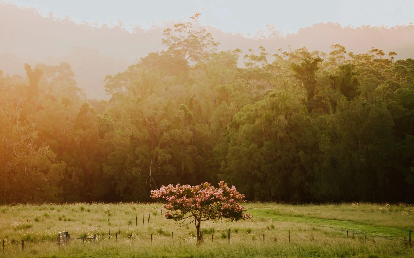 Crepe Myrtle - Desktop Wallpaper