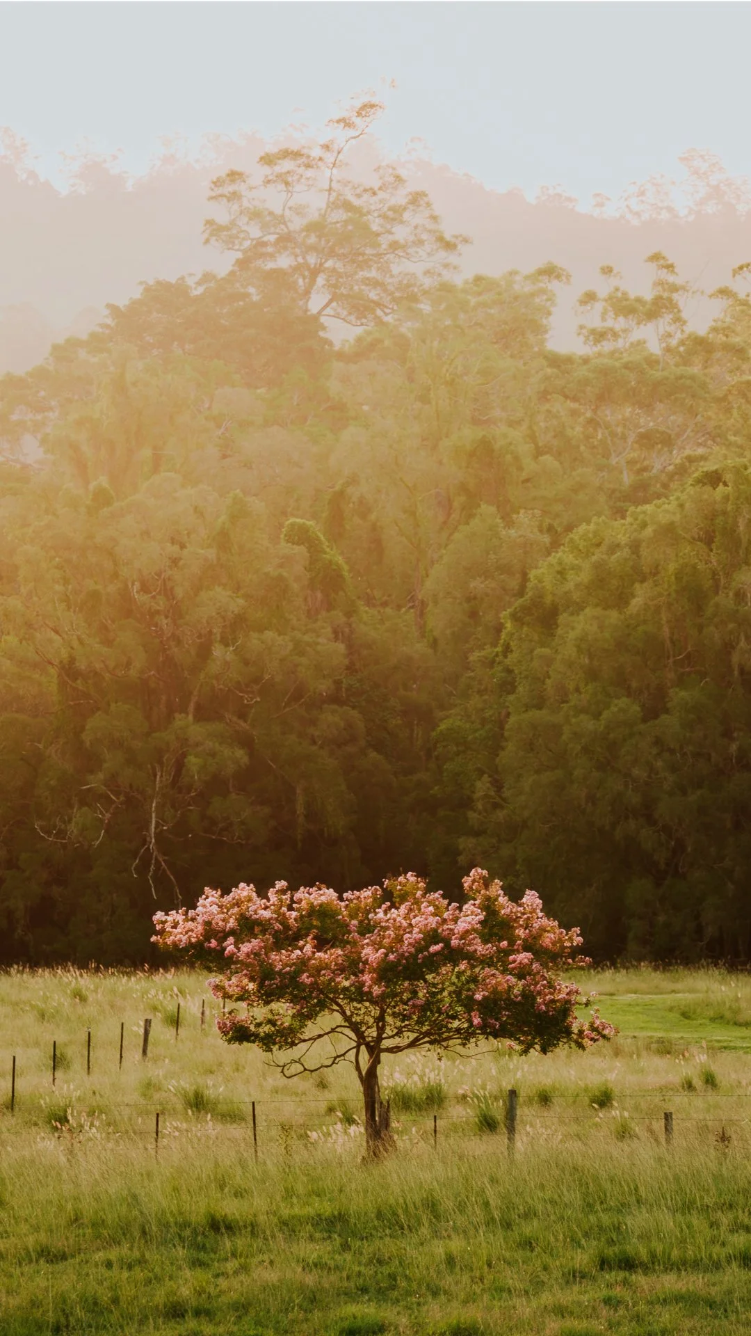 Crepe Myrtle - Mobile Wallpaper