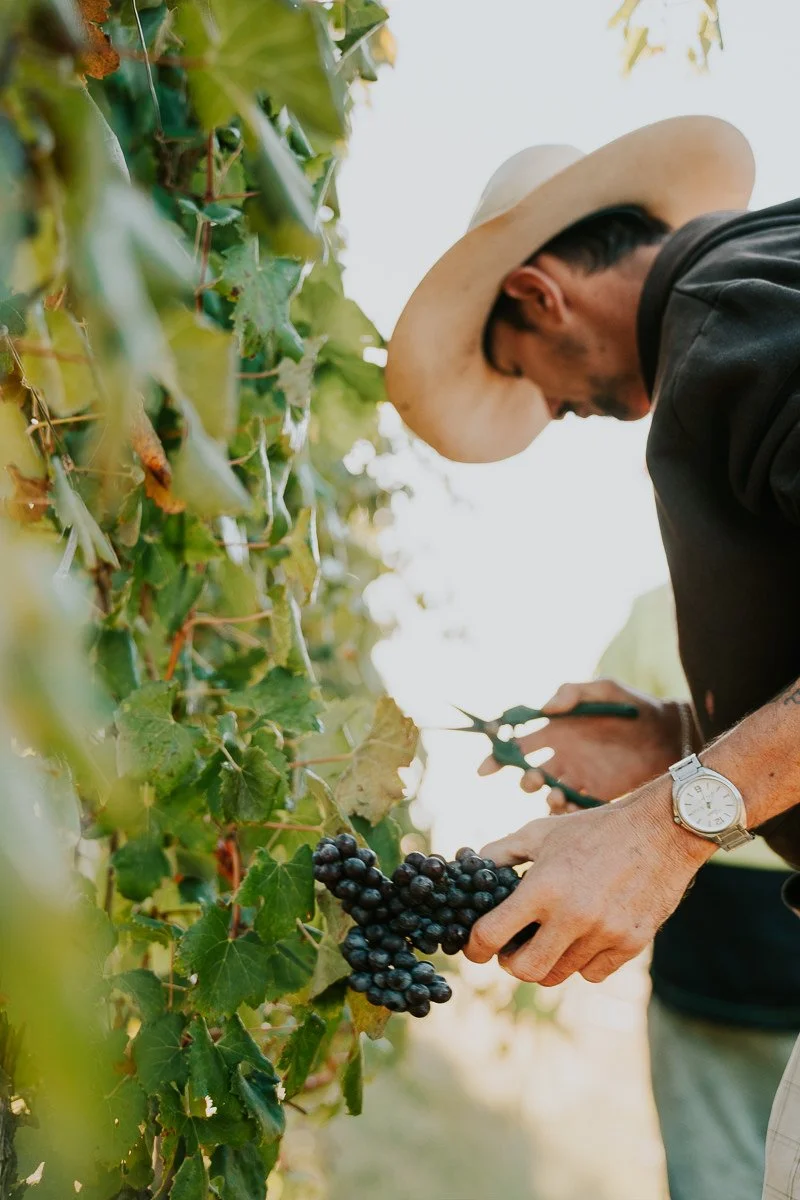 Ferro-Studio-Toppers-Grape-Harvest-25.jpg