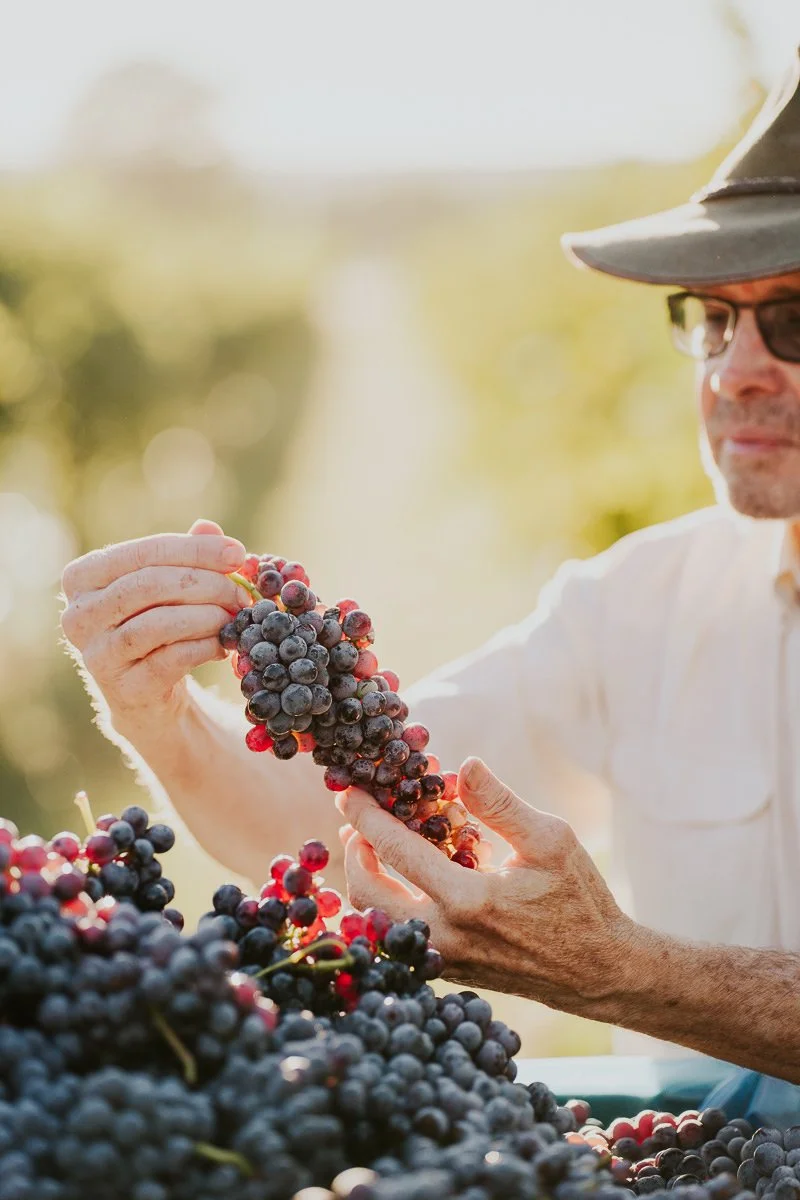 Ferro-Studio-Toppers-Grape-Harvest-13.jpg