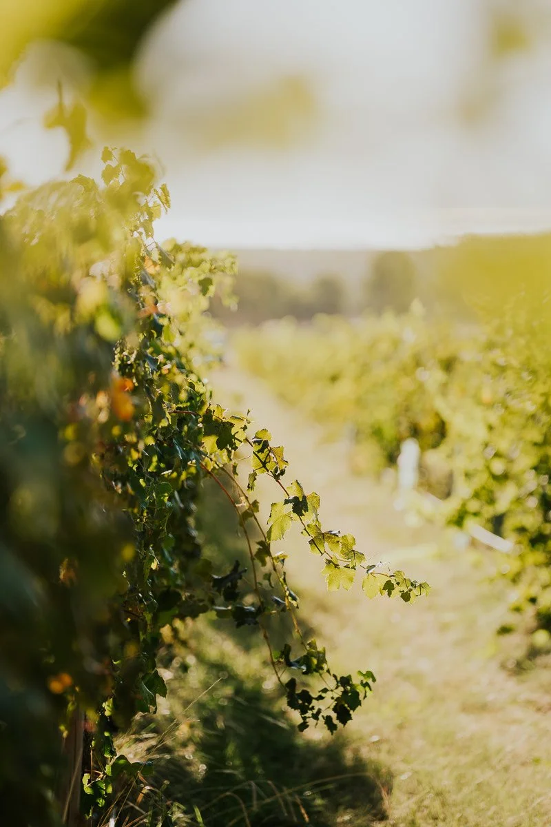 Ferro-Studio-Toppers-Grape-Harvest-7.jpg