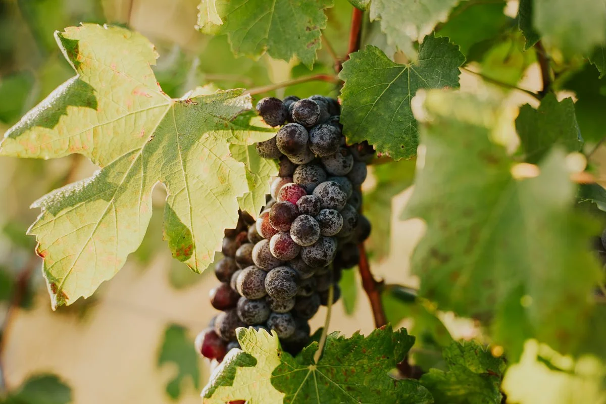Ferro-Studio-Toppers-Grape-Harvest-17.jpg