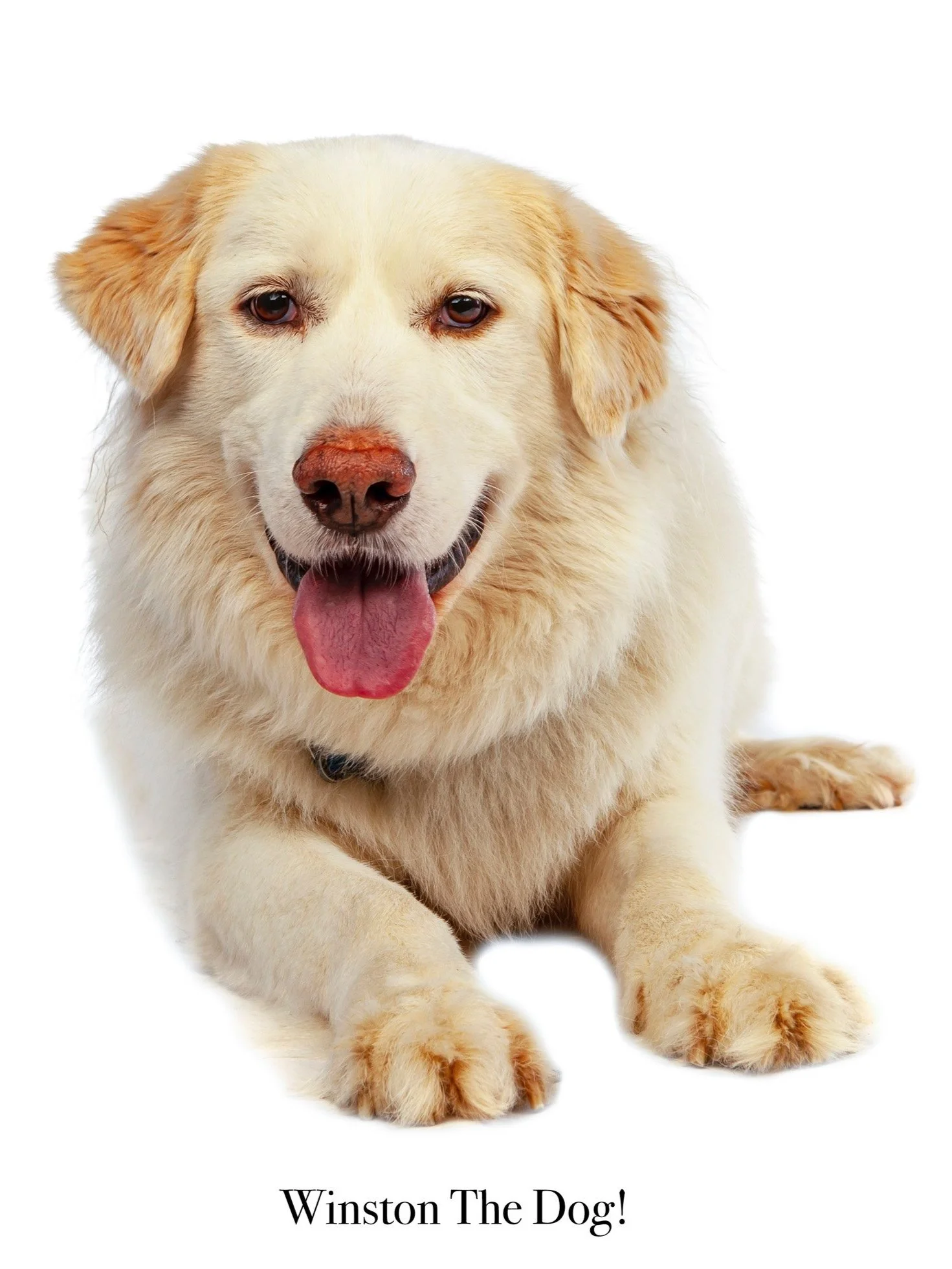 A happy, cream-colored dog with a pink nose and tongue hanging out, lying down facing forward. The text under the dog reads 'Winston The Dog!'