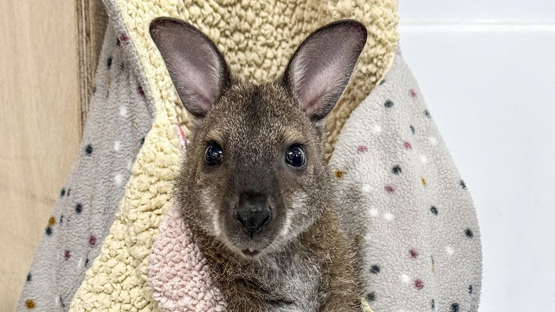 Native Wildlife Care Training