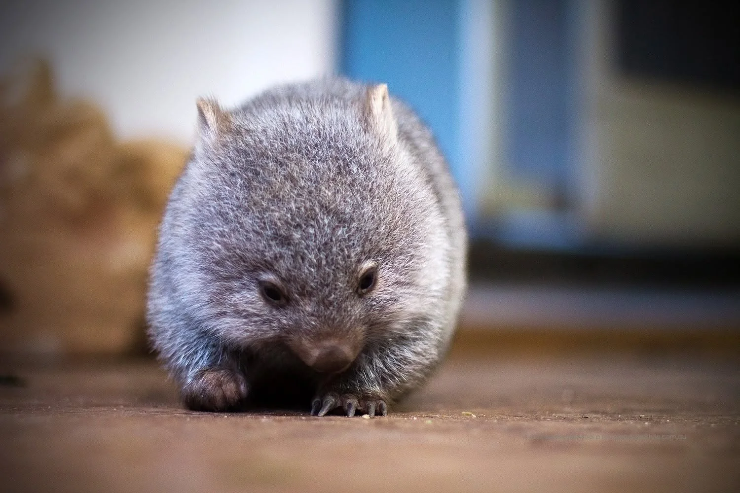 Native Wildlife Care Training
