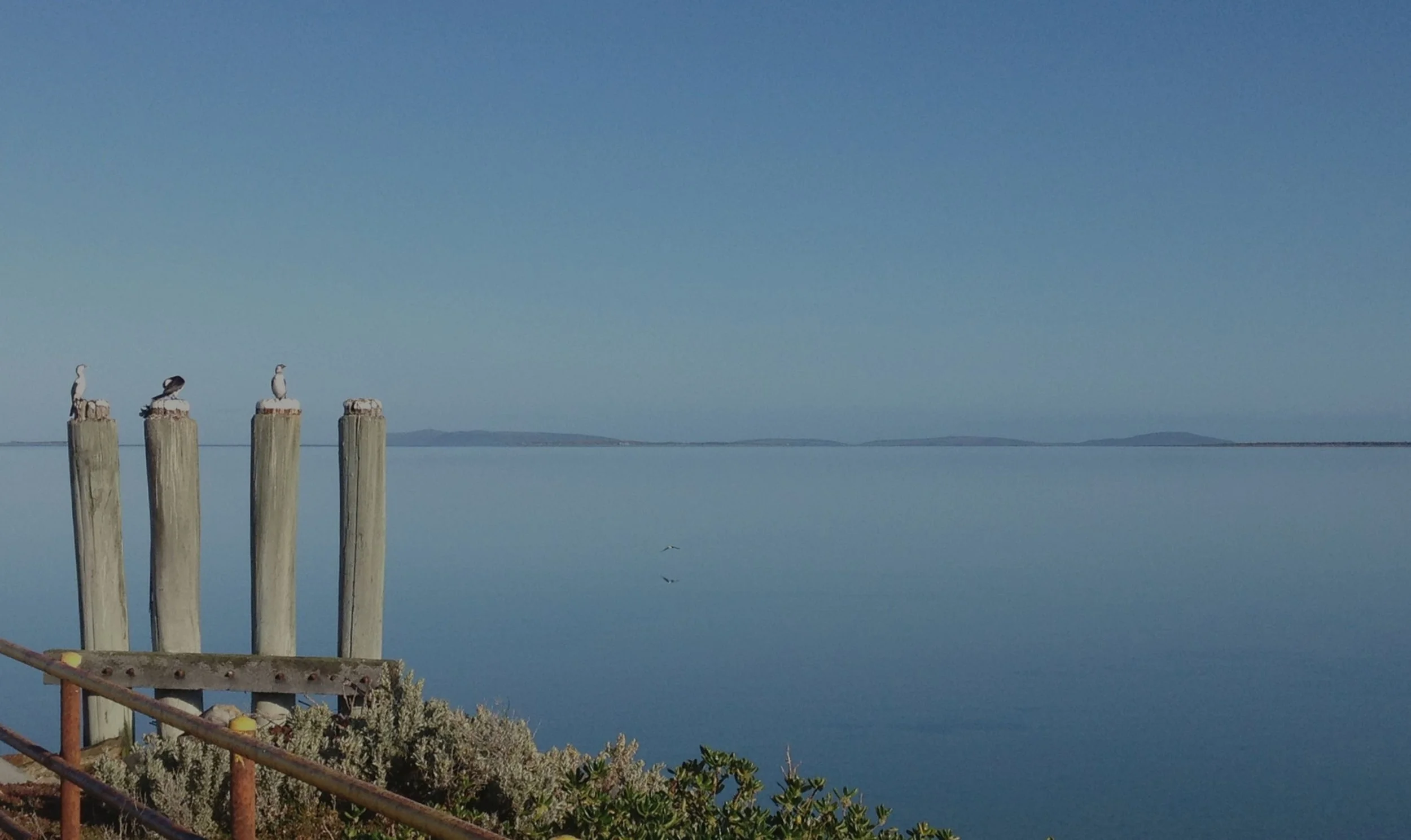 Calm body of water with four seagulls perched on wooden posts, distant landmasses on the horizon, clear blue sky, and some shrubs in the foreground.