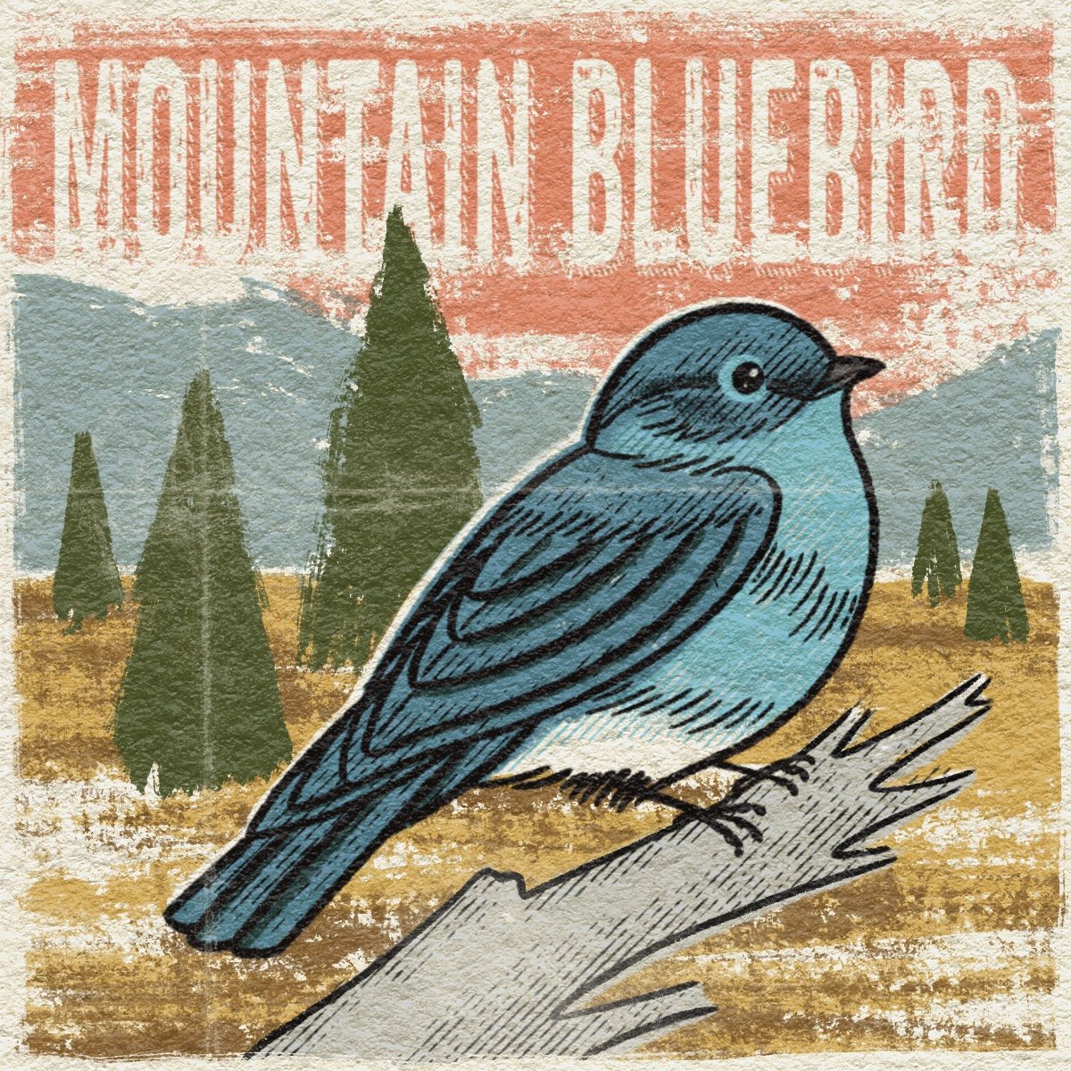 Mountain Bluebird Illustration