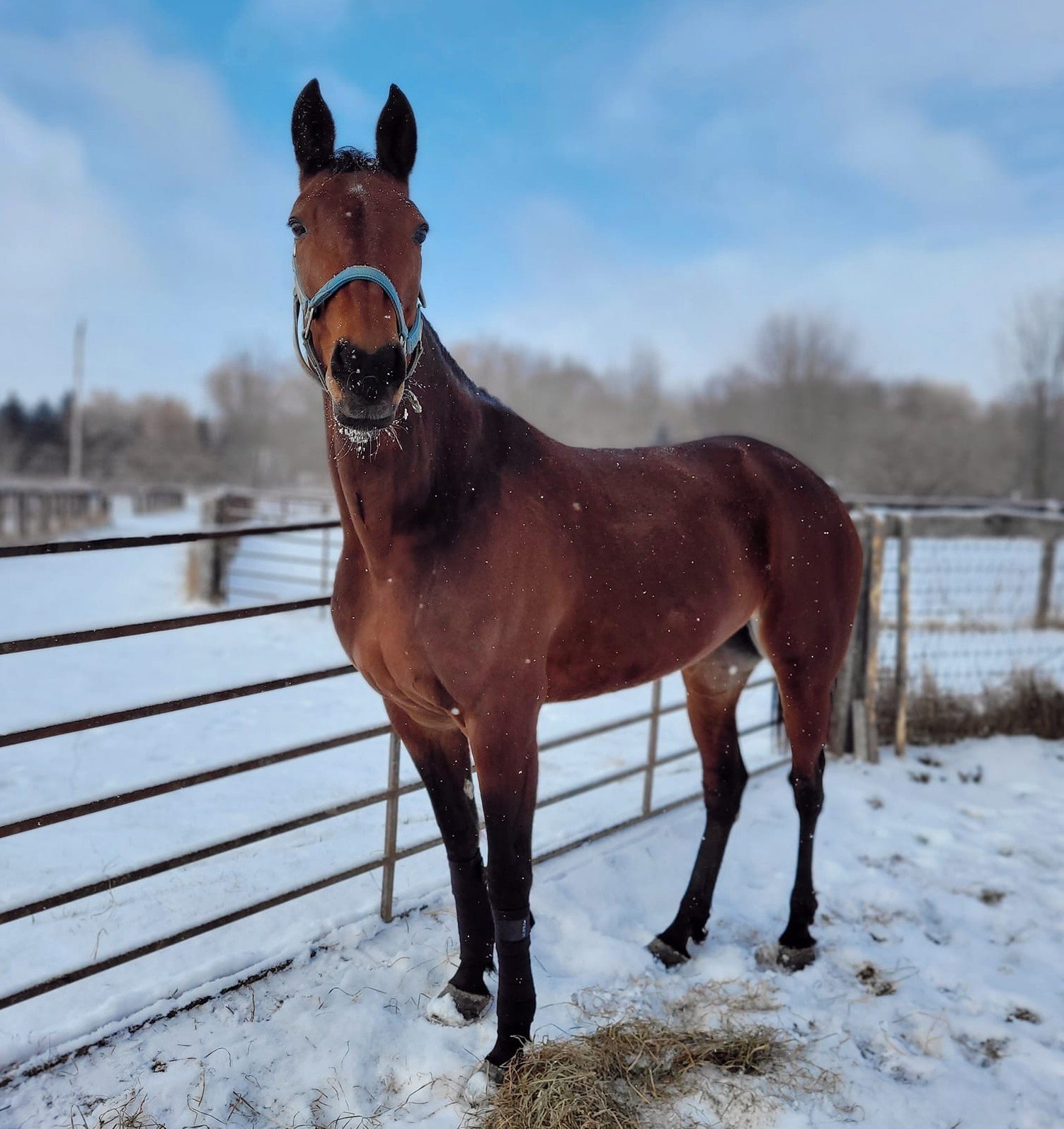 Ladies From Hell: Still The Queen of London