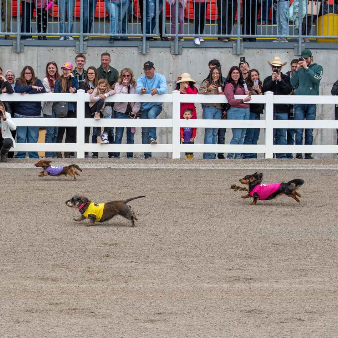 Wiener Dog Racing at Raceway