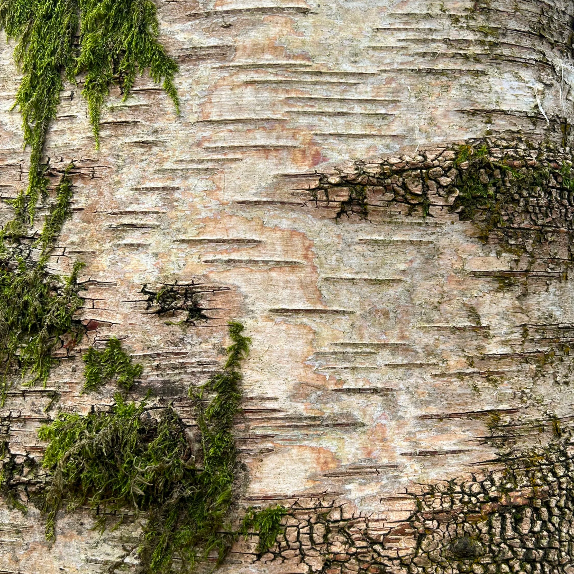 Silver Birch