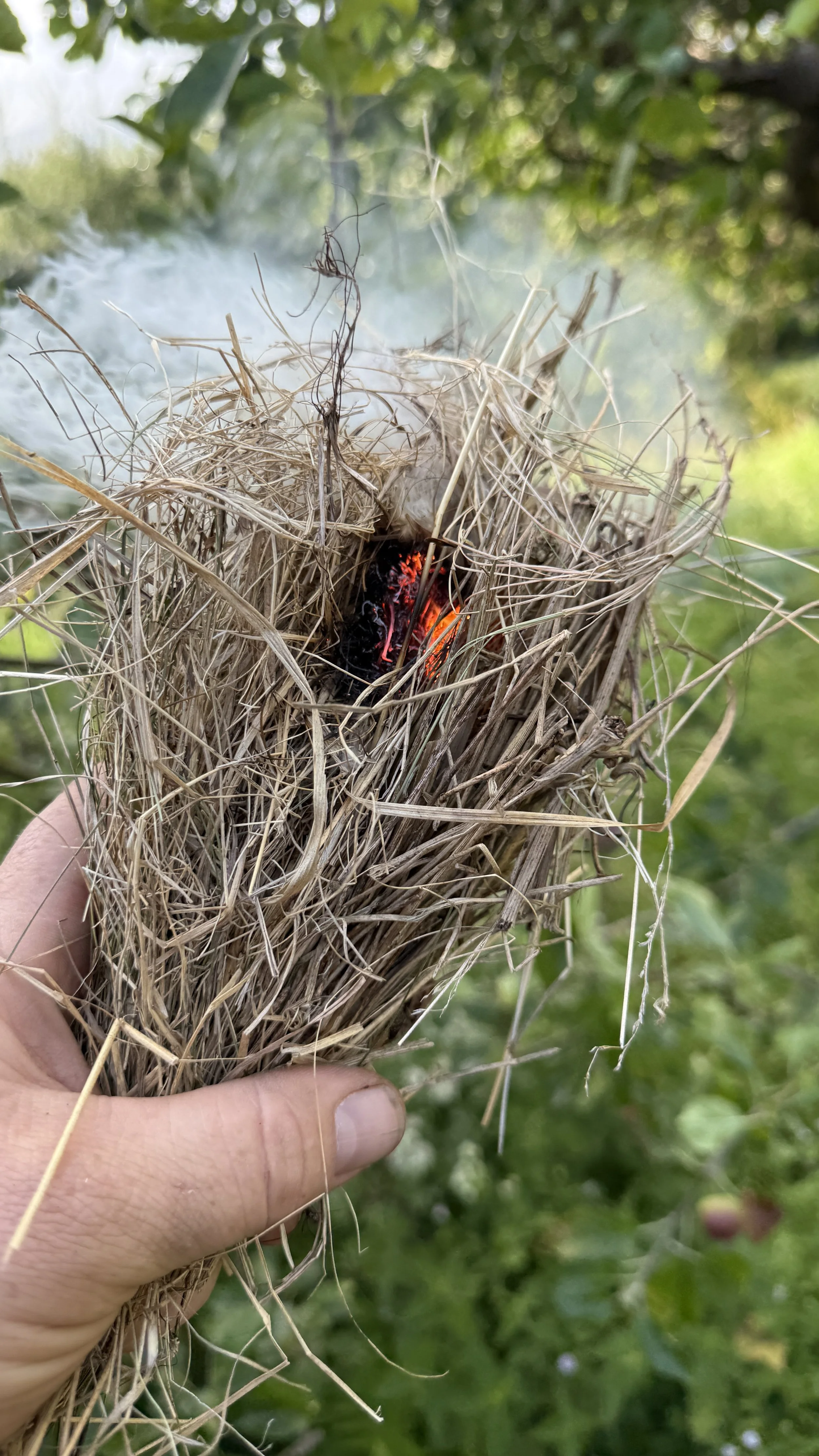 Bushcraft in the Lake District. Close-up of a person's hand holding a bird's nest tinder bundle made of dry grass, clematis bark and rosebay willowherb, with a small burning ember inside.