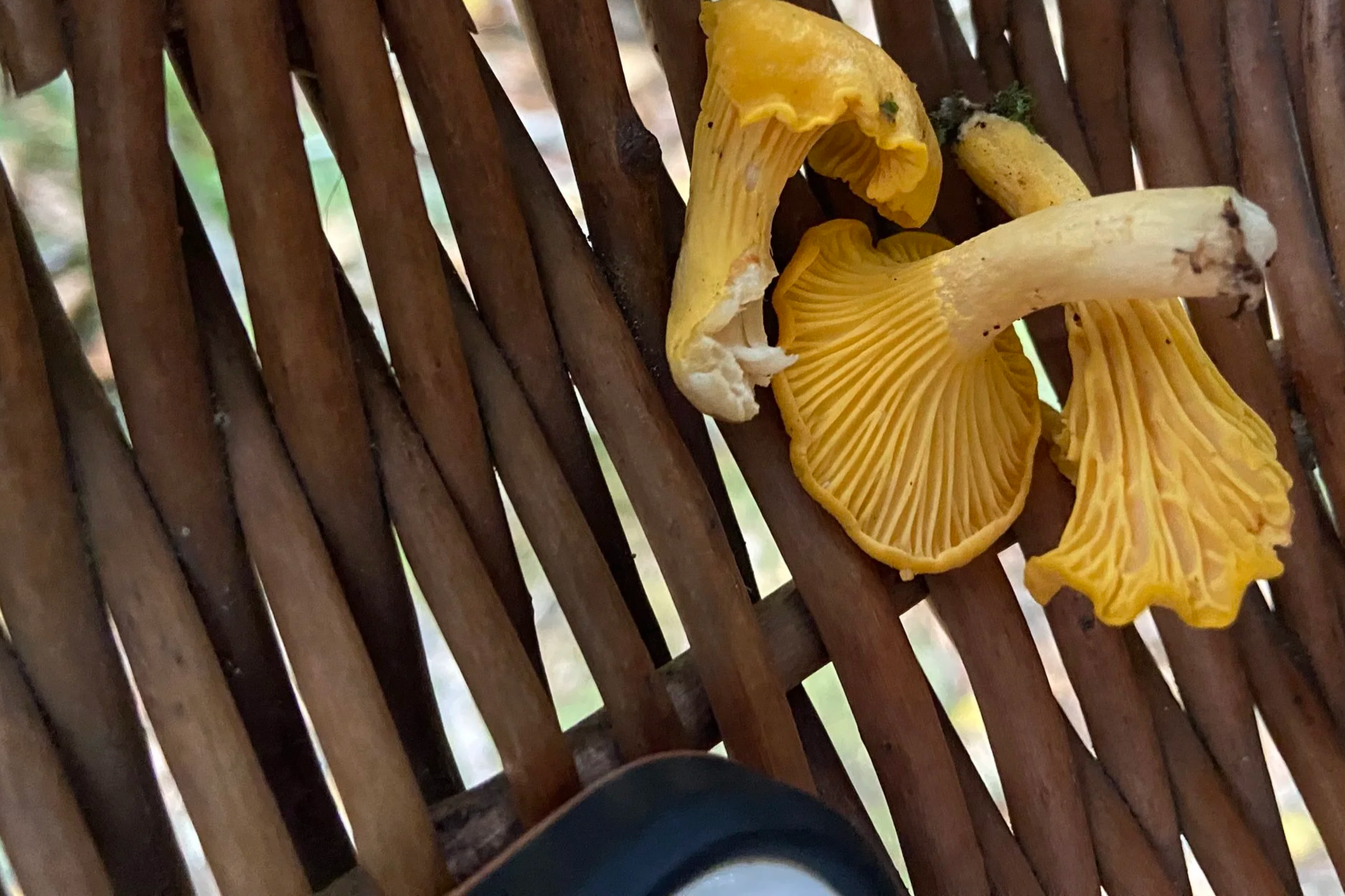 A group of chanterelles with gills underneath, resting on a basket after being foraged.