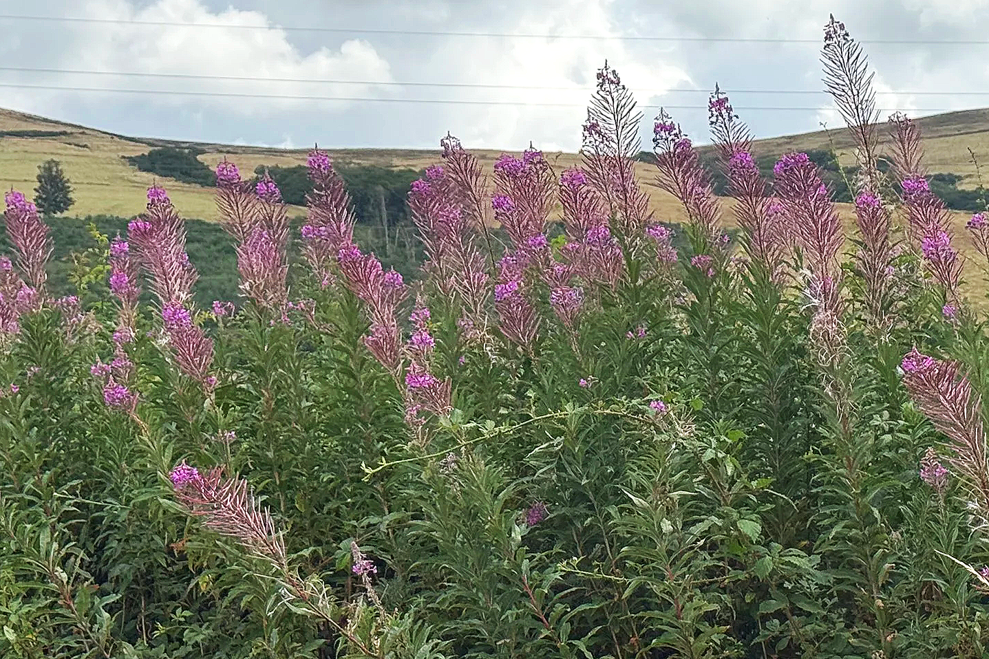 Rosebay Willowherb