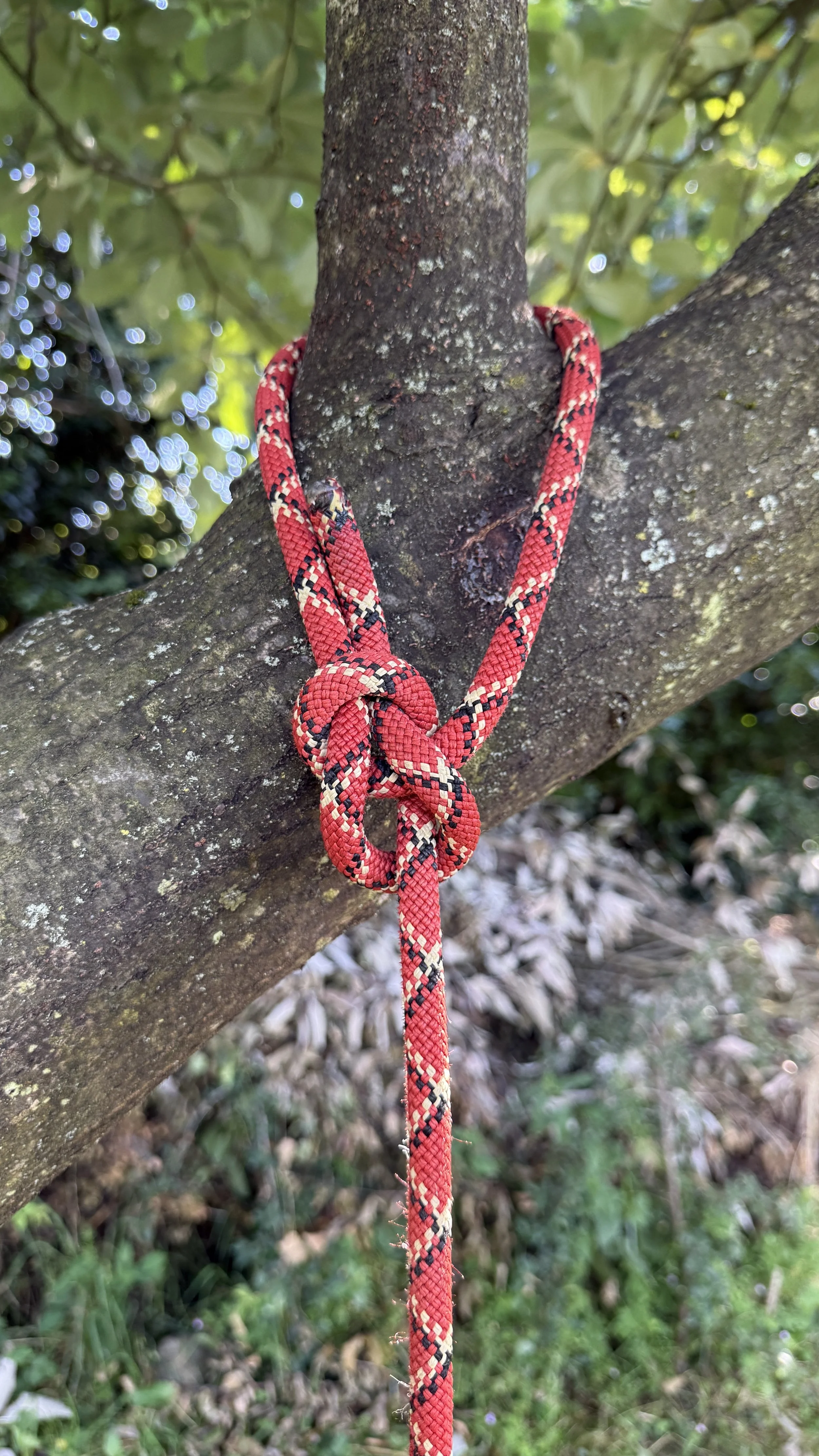 Bushcraft in the Lake District. A red and black climbing rope tied in a bowline knot around a tree branch in an outdoor wooded area.
