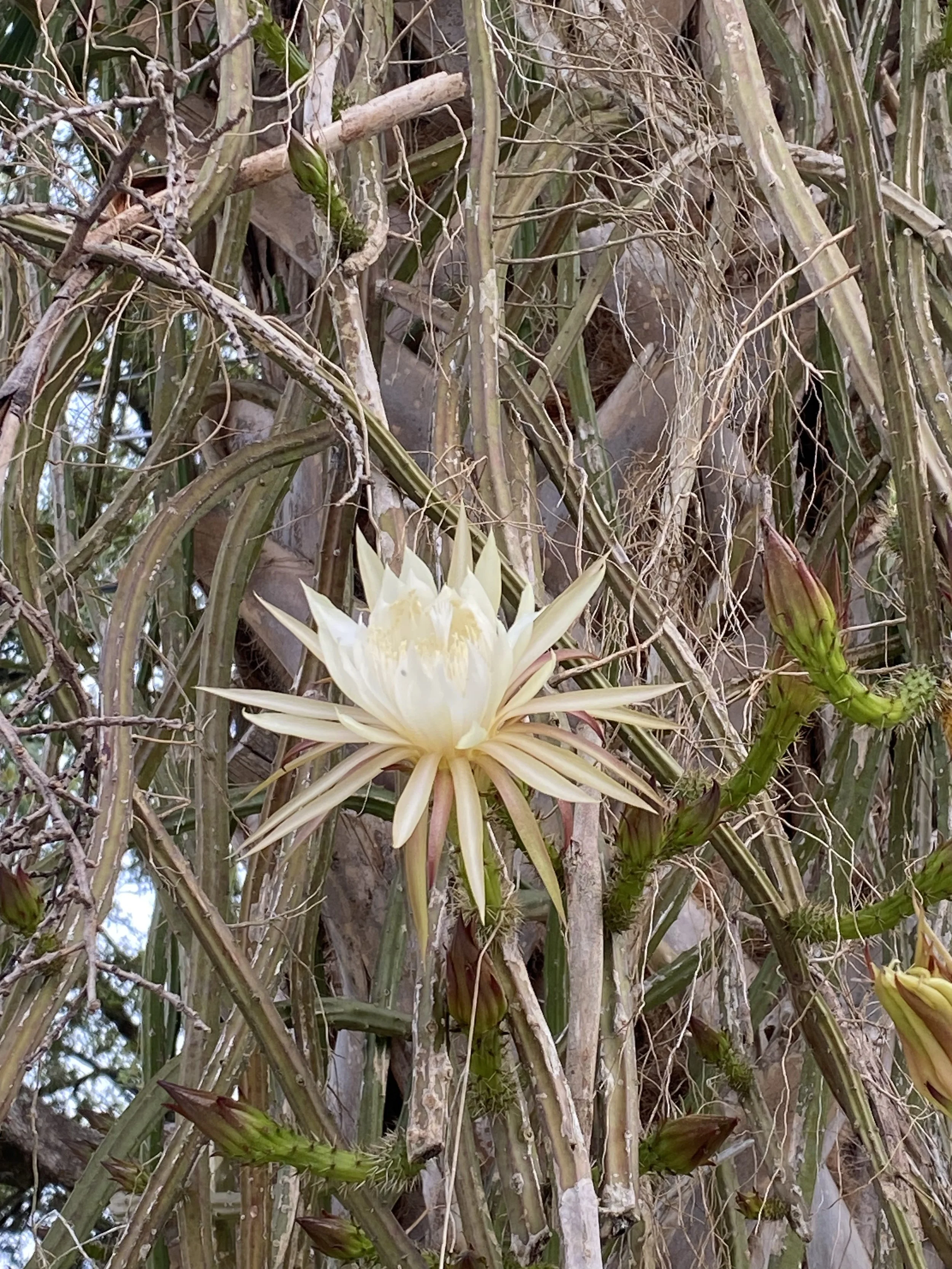 Rituals night queen white flower and viney cactus