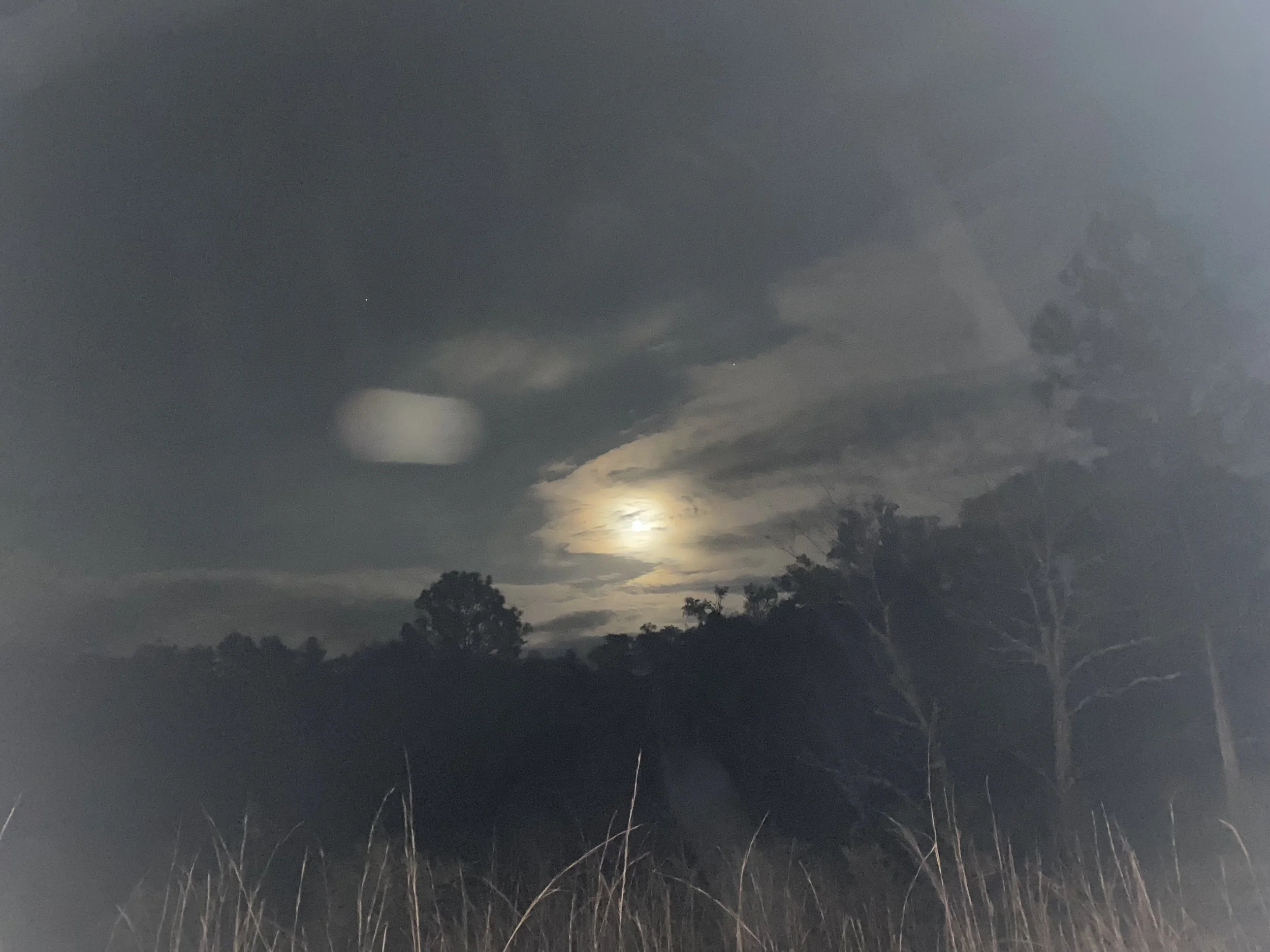 Ritual dark night bright moon light and the outline of trees and grasses