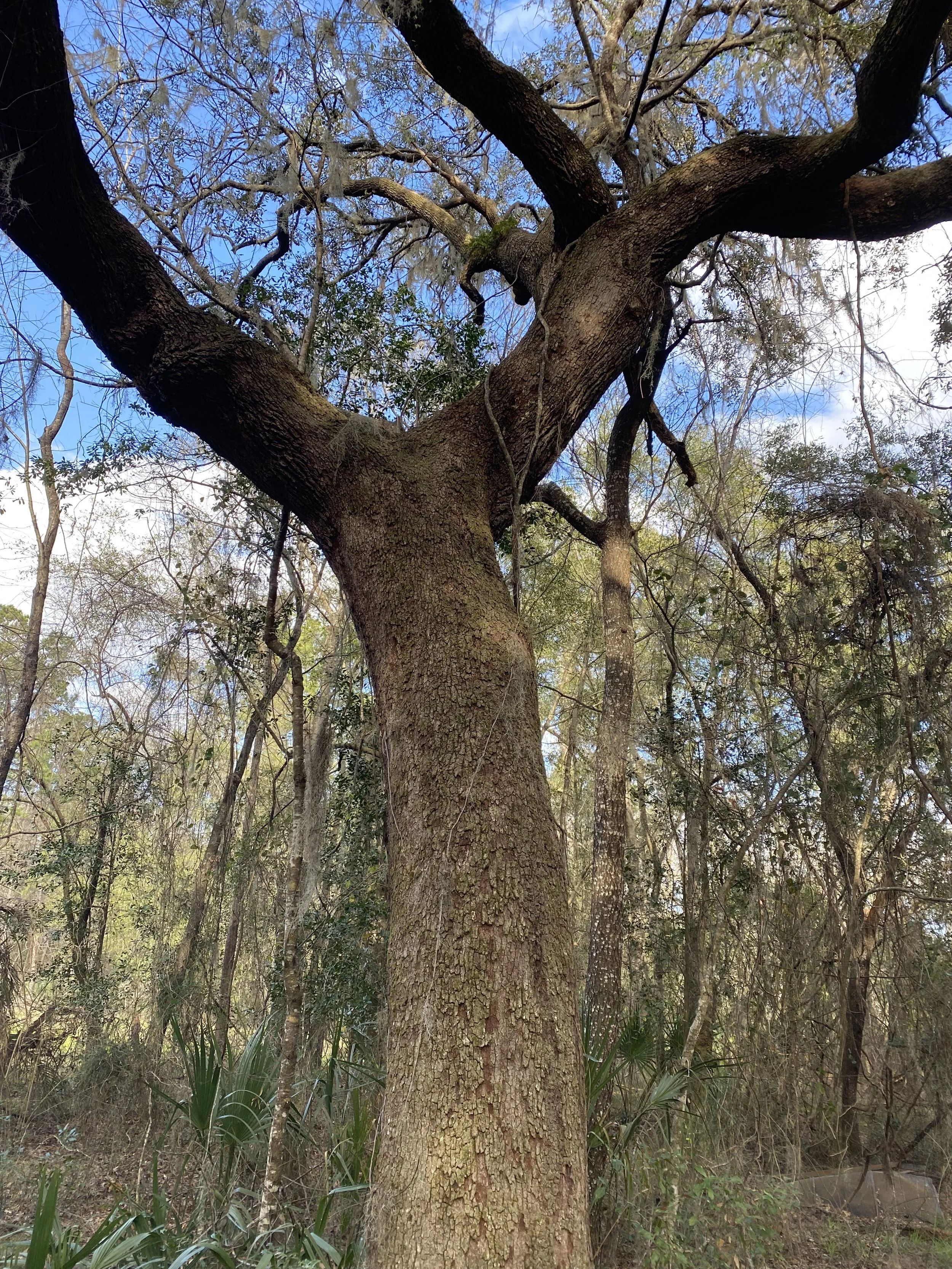 Ritual brown tree reaching to the blue sky with white clouds surrounded by other trees