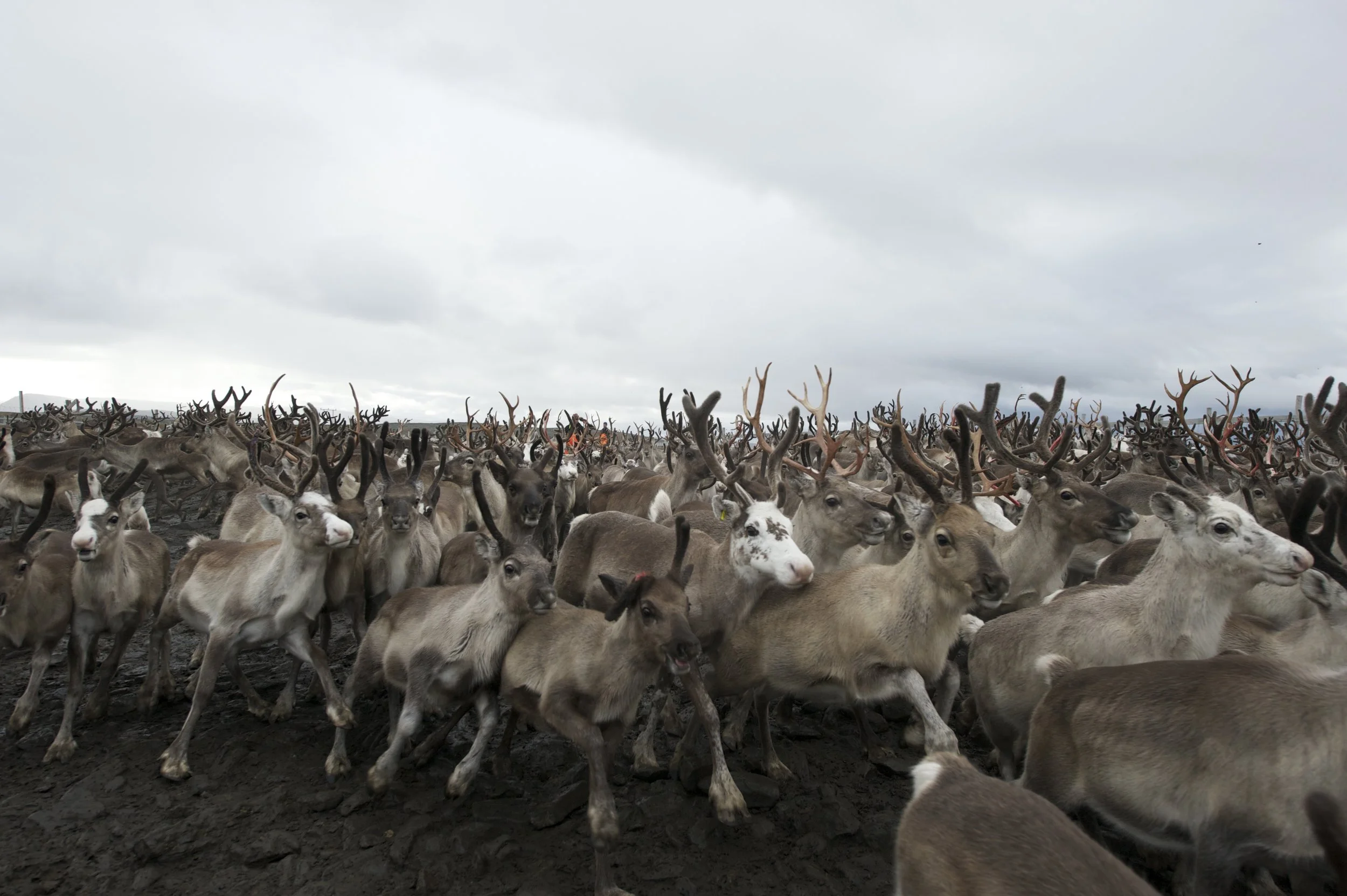 ©Germano_Reindeer.jpg