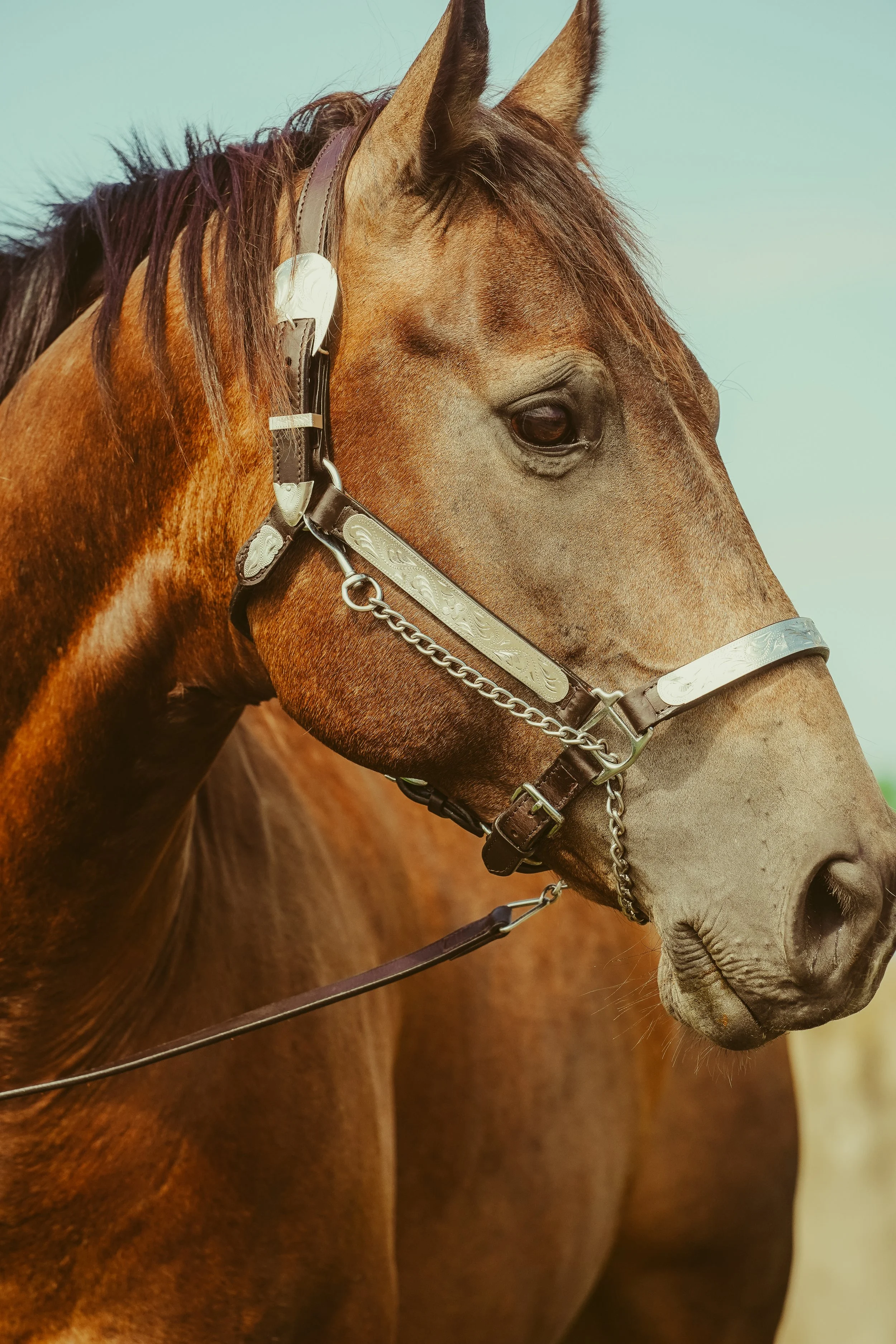 monroe co horse portraits