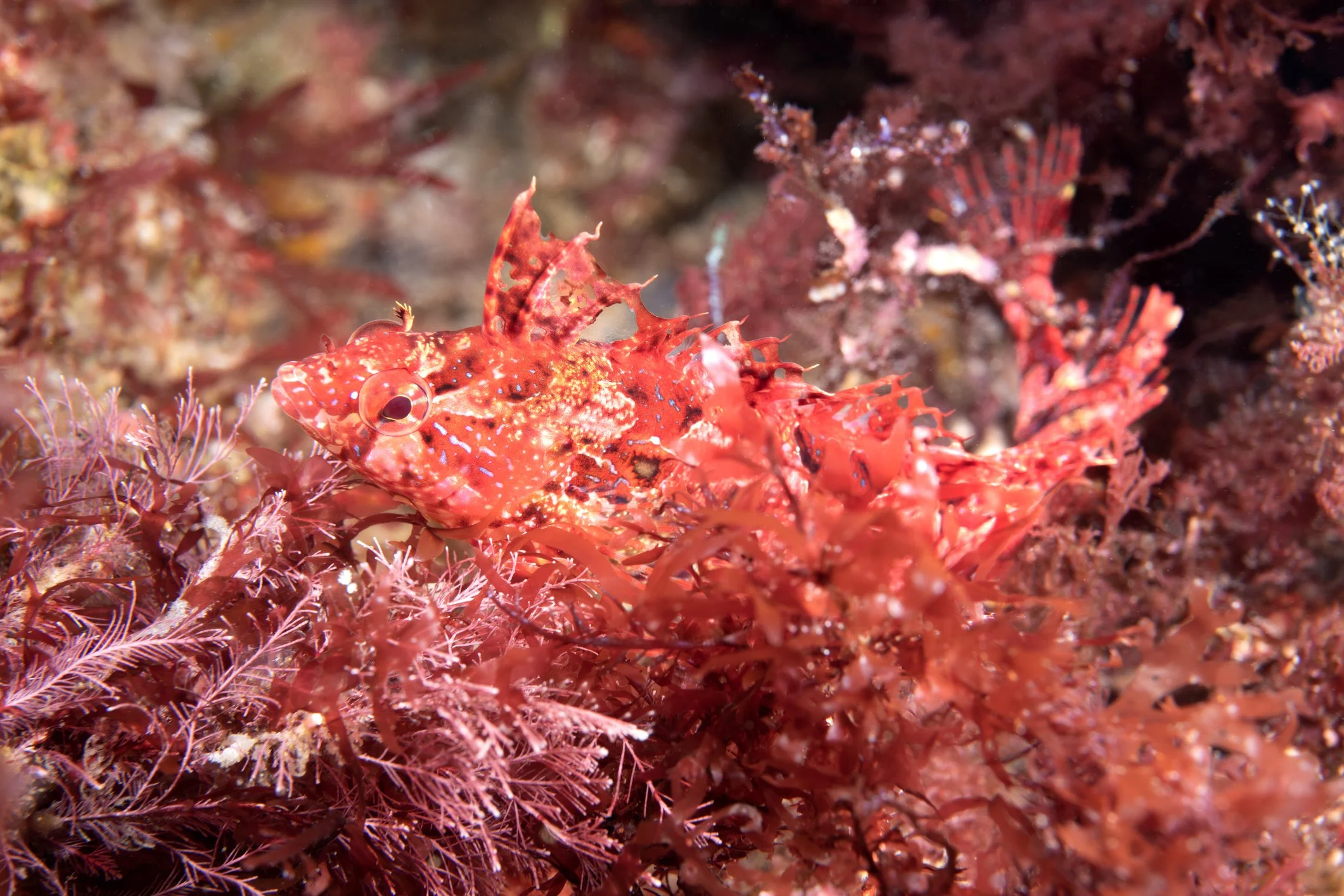 The Camouflage Artists of the Californian Coast