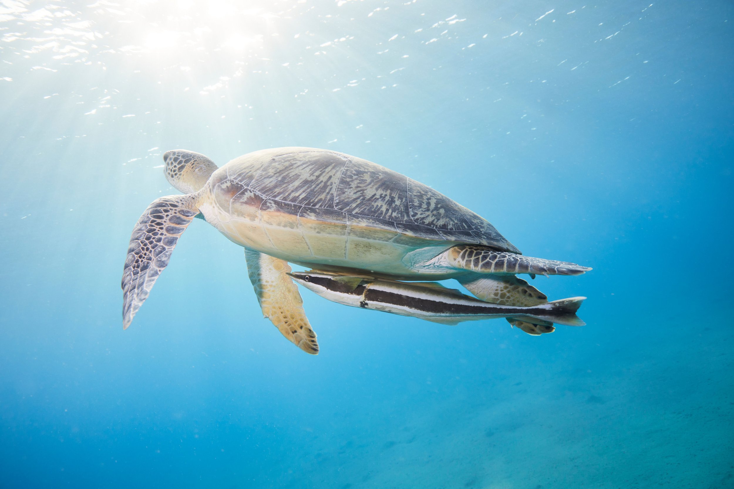Who Would You Rather be? Don Quixote or Remora Fish?