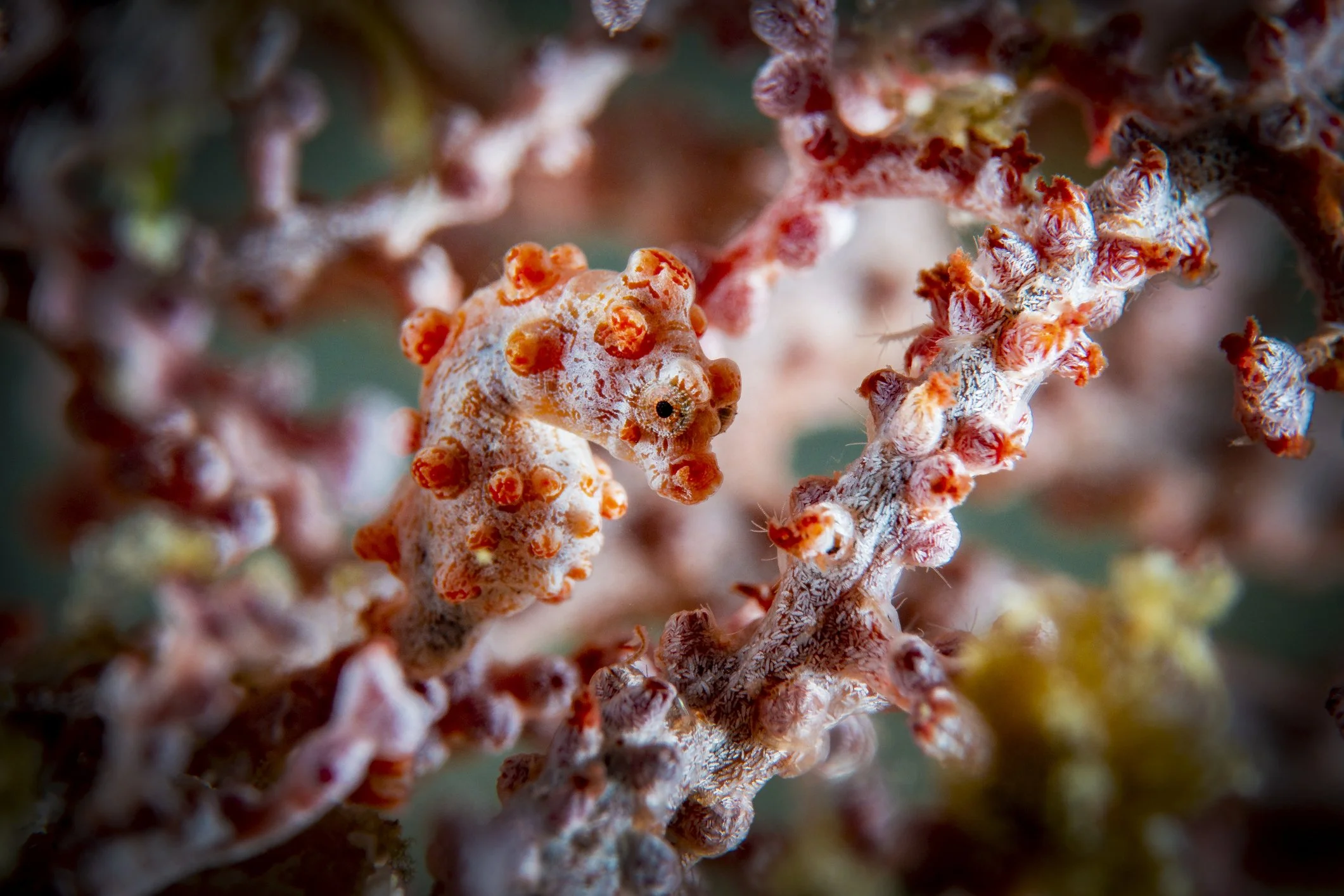 Pygmy Seahorse and the Art of Camouflage