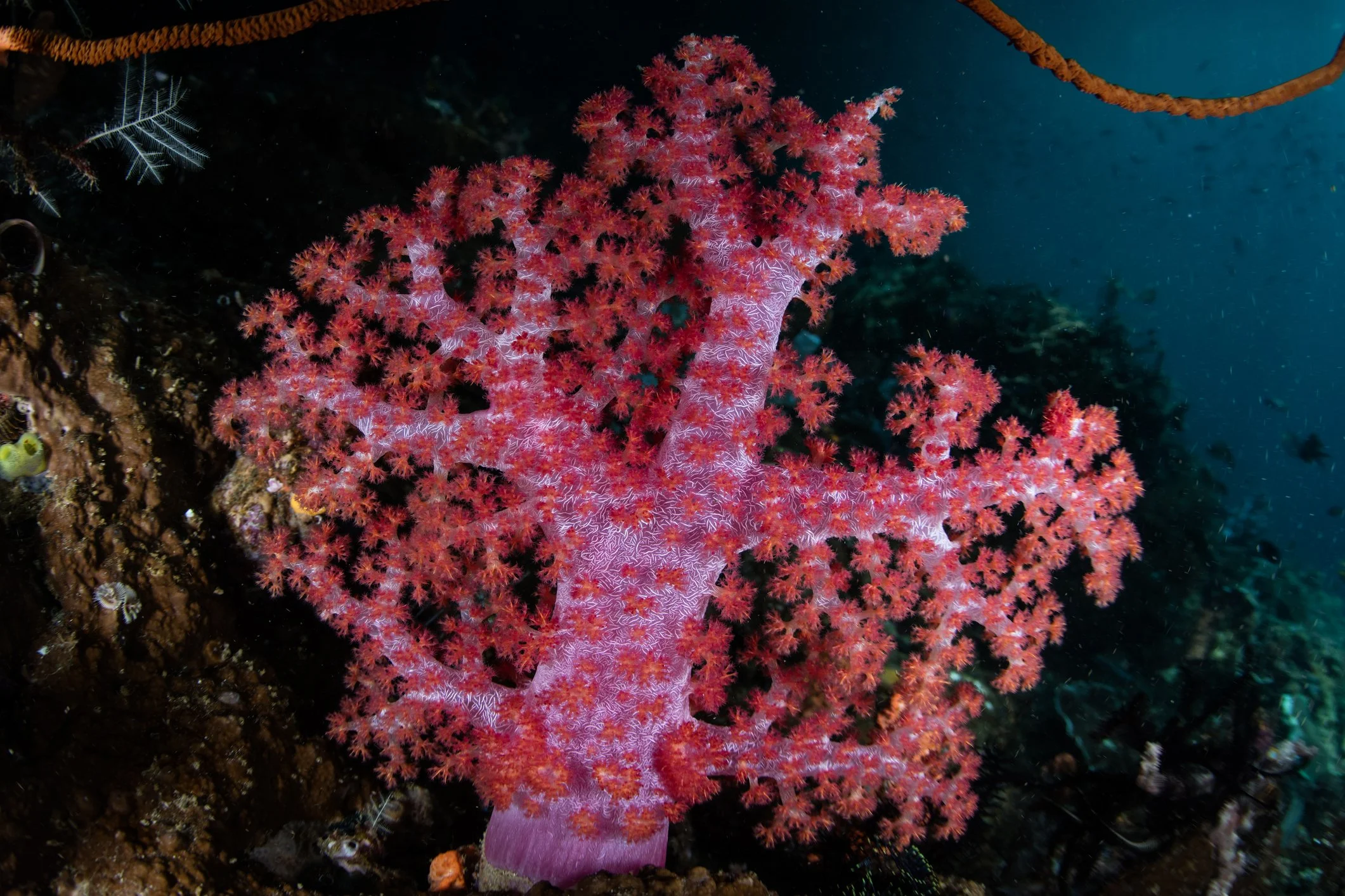 ‘Home Sweet Home’ of the candy crab: a colorful colony of soft corals (Dendronephthya sp.) growing on a shallow reef in Indonesia.