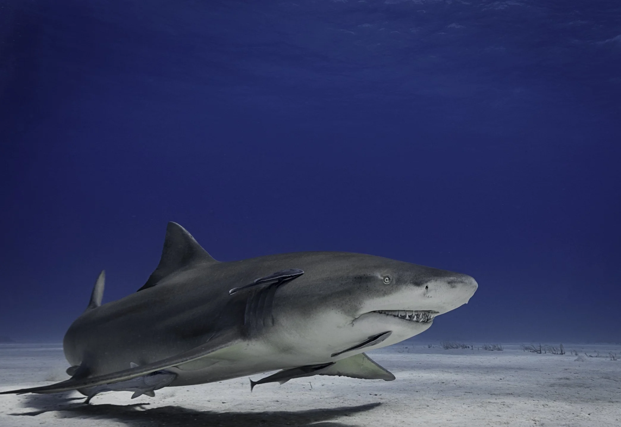A Lemon Shark (Negaprion brevirostris) with attached remora fish.