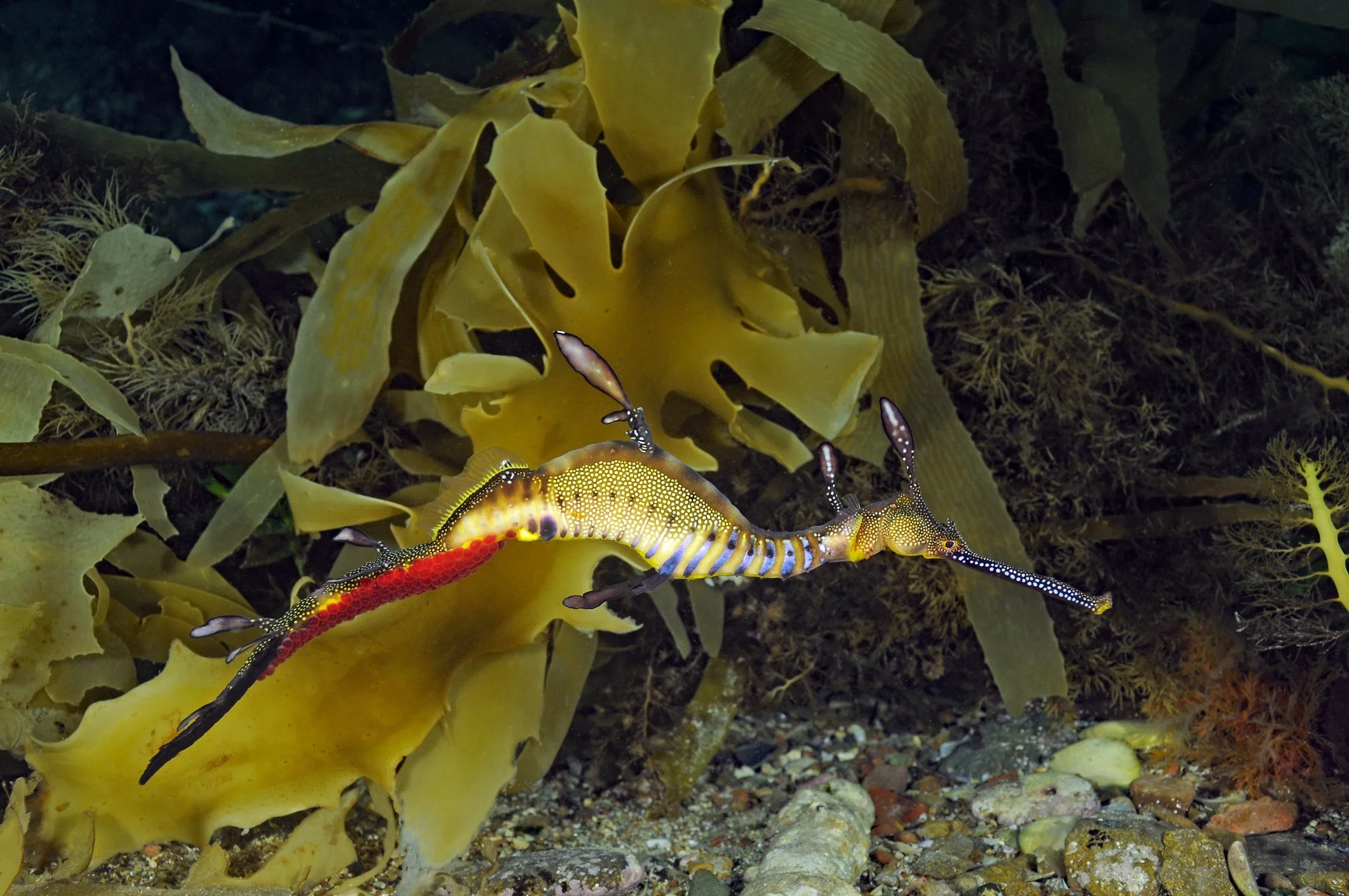 A male weedy seadragon carrying eggs that are ready to hatch.
