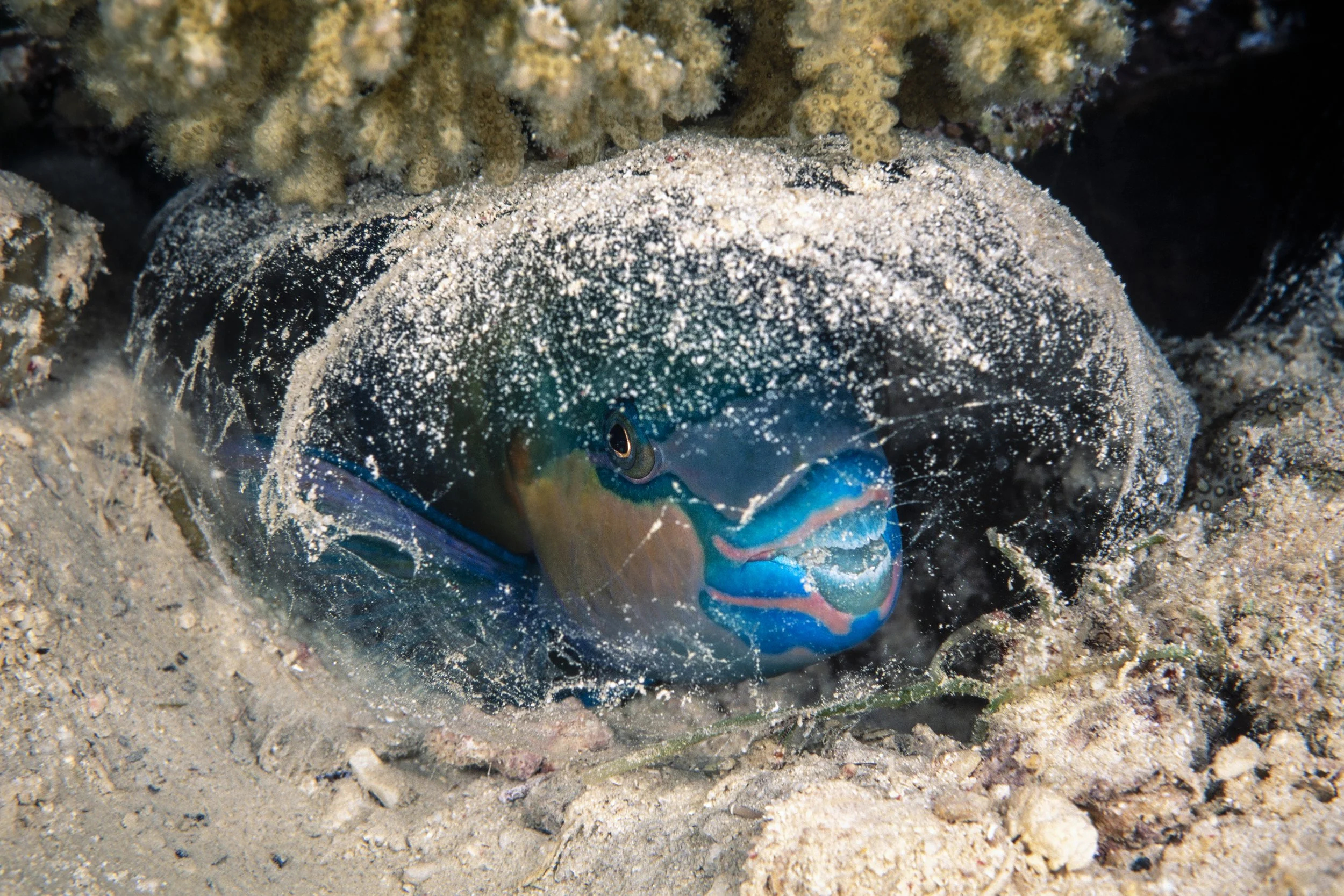 A five-saddle parrotfish (Scarus scaber) and its Swiss Army knife…I mean, mucus cocoon.