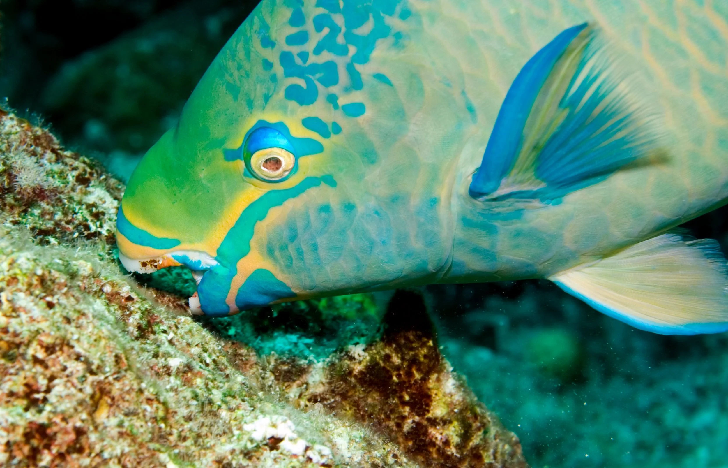 A parrotfish munching on coral algae.