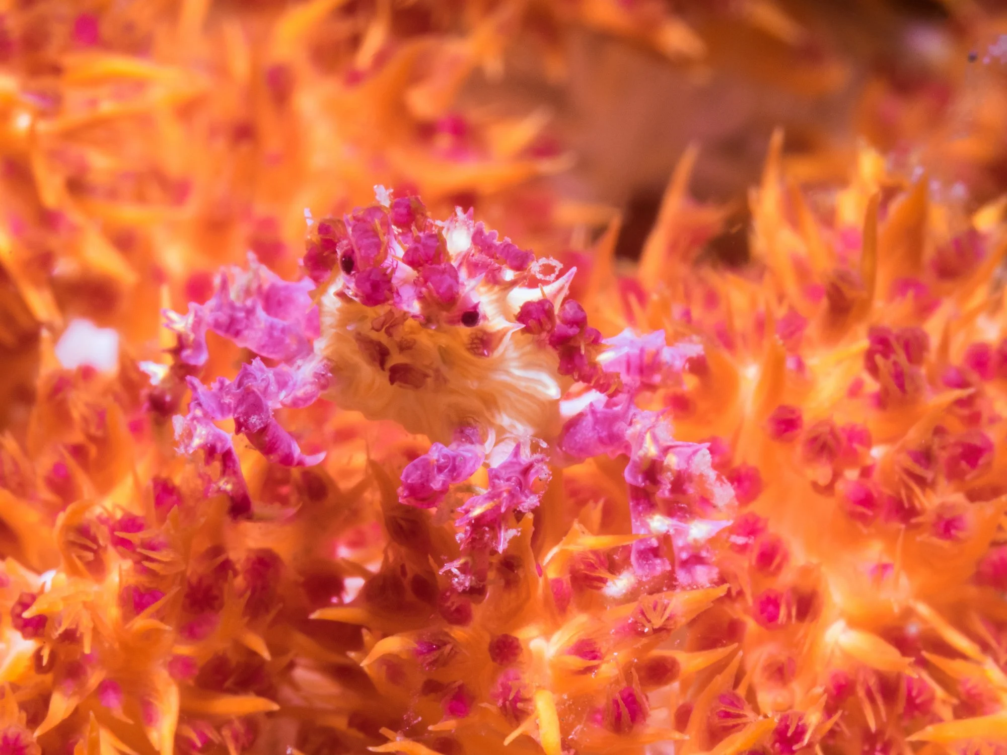 The candy crab has evolved to mimic the color and features of its home, the Dendronephthya soft corals.