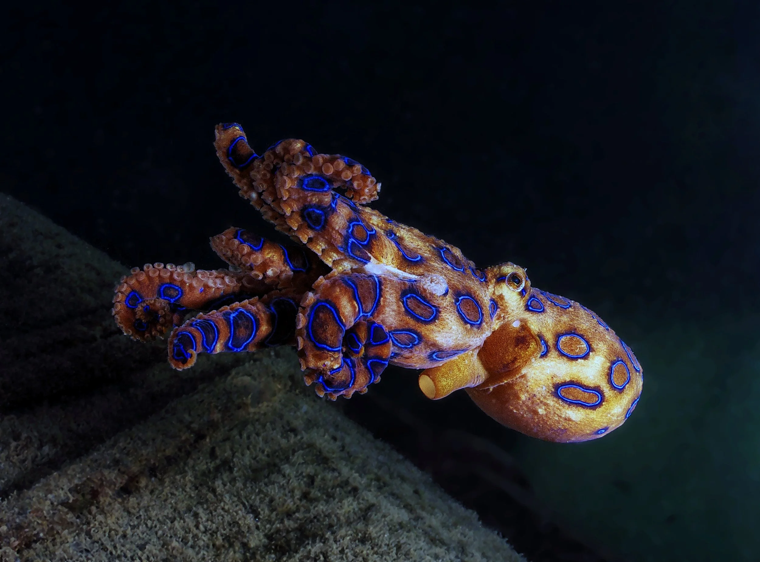 An agitated blue-ringed octopus swimming away