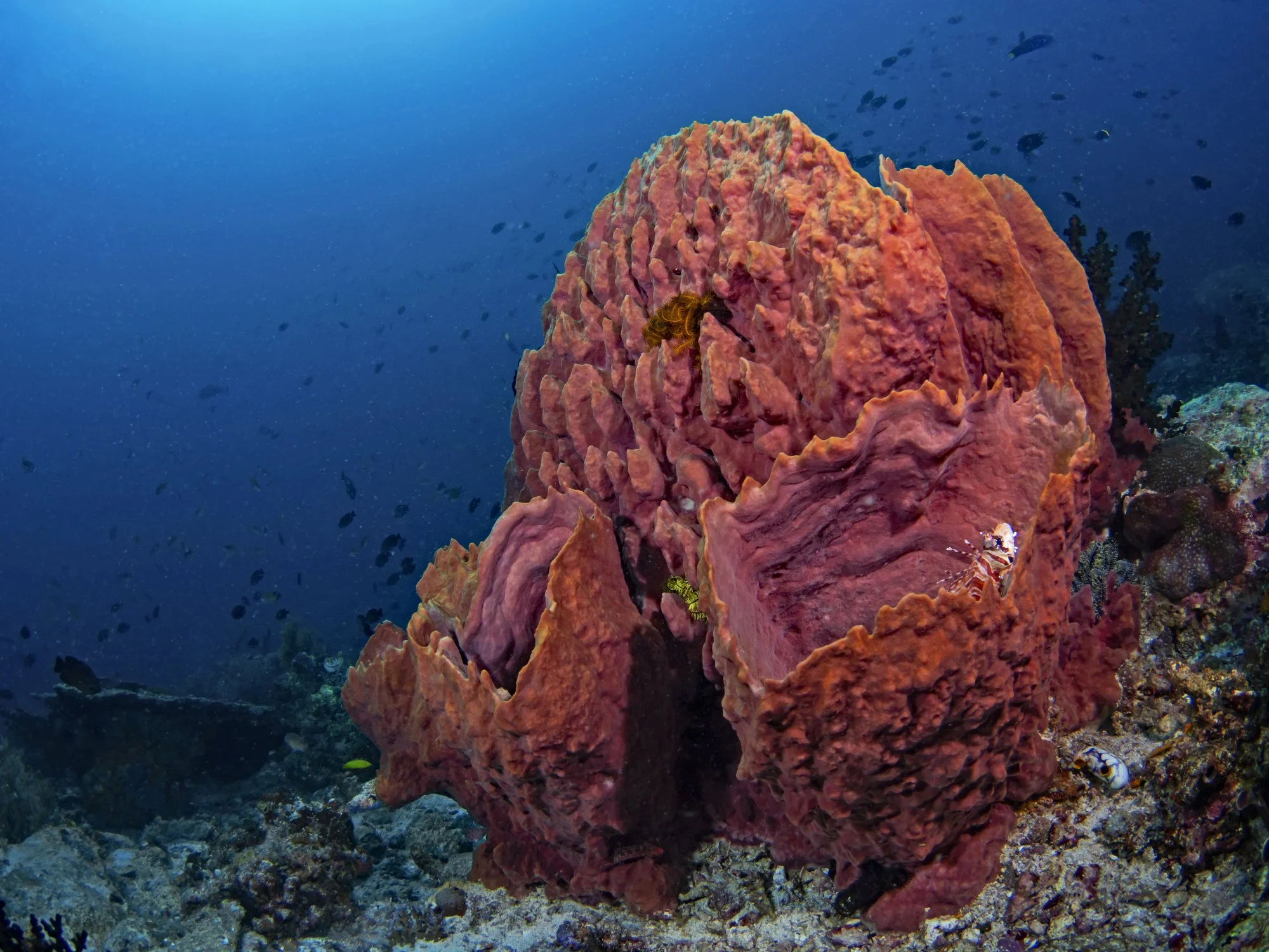 Barrel sponge (Xestospongia testudinaria), the home of the fairy crab.