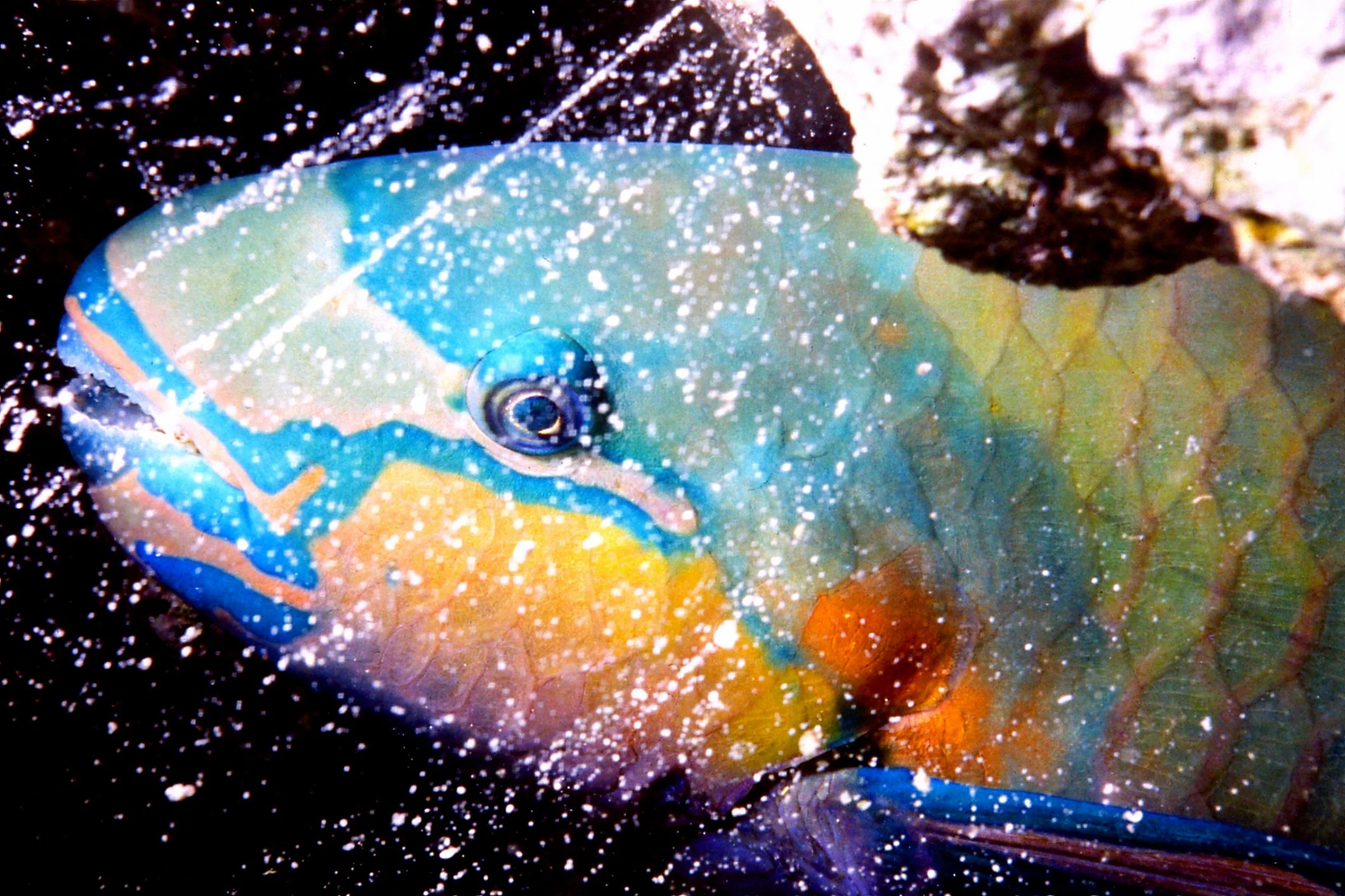 The mucus cocoon of a parrotfish is multi-functional. It is a sunscreen, a mosquito net, a defensive shield and a burglar alarm, all rolled in one.