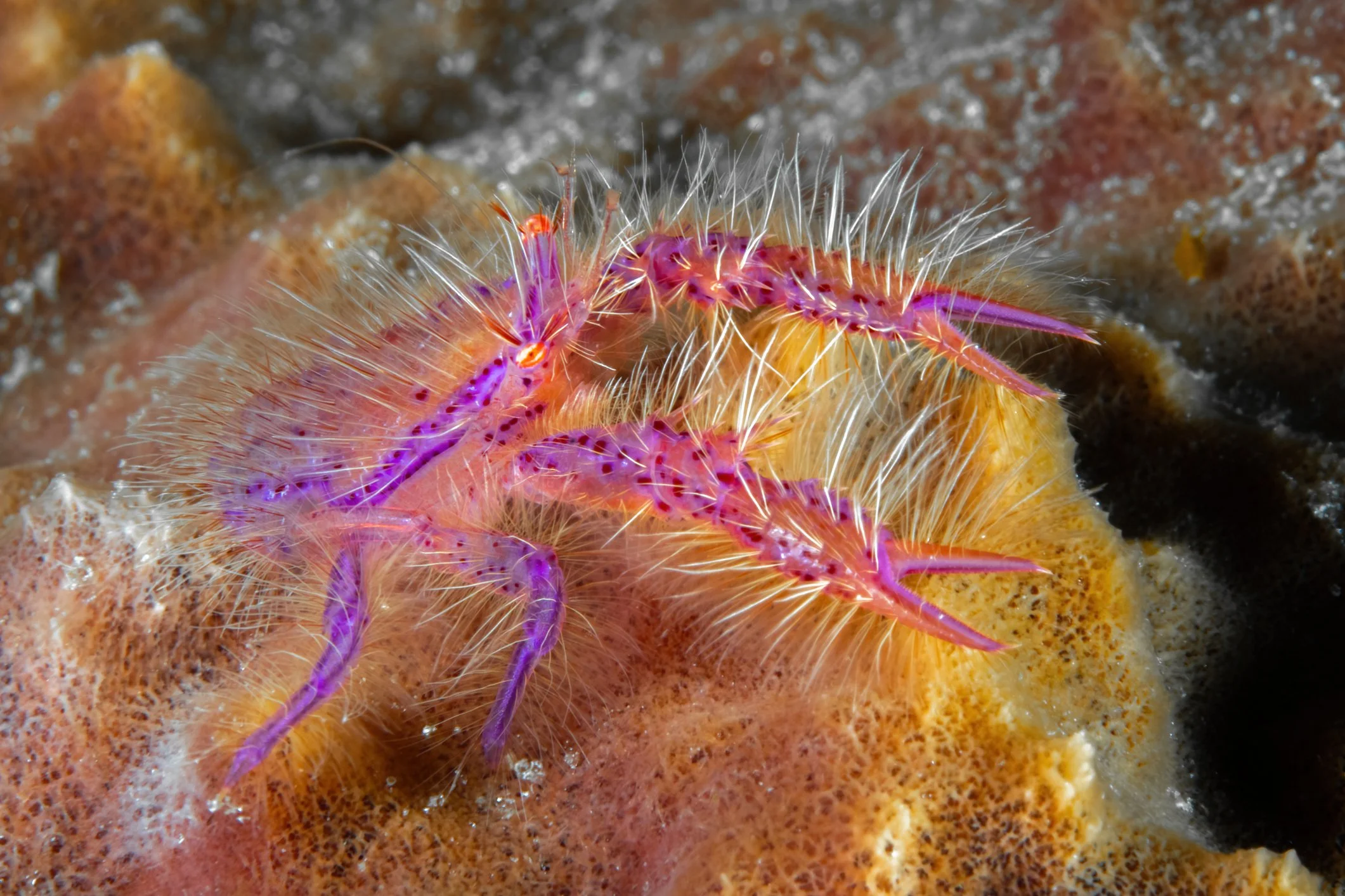 The fairy crab (Lauriea siagiani) or the hairy squat lobster.