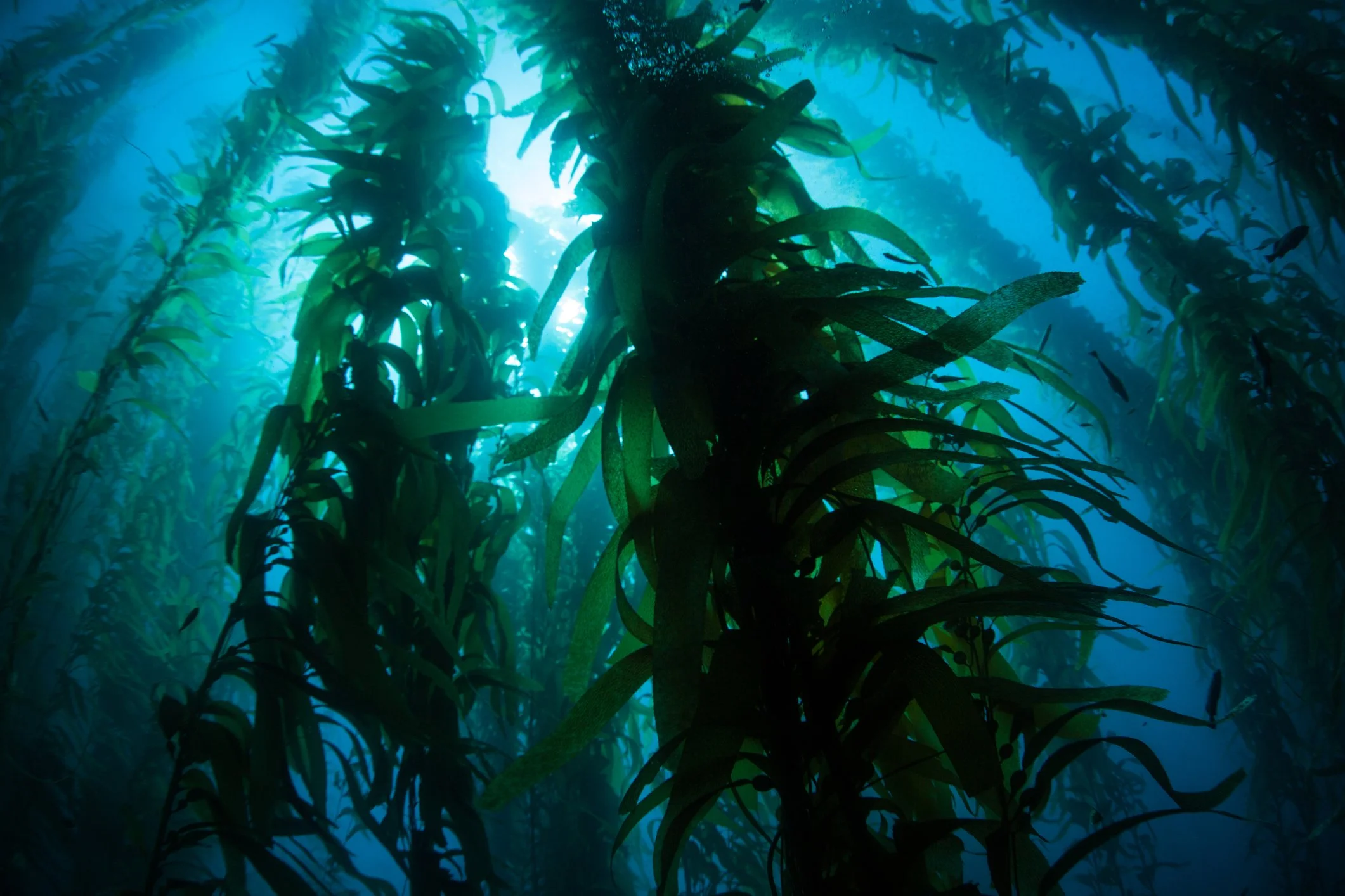 Giant kelp, Macrocystis pyrifera, grows in the cold eastern Pacific waters that flow along the California coast.