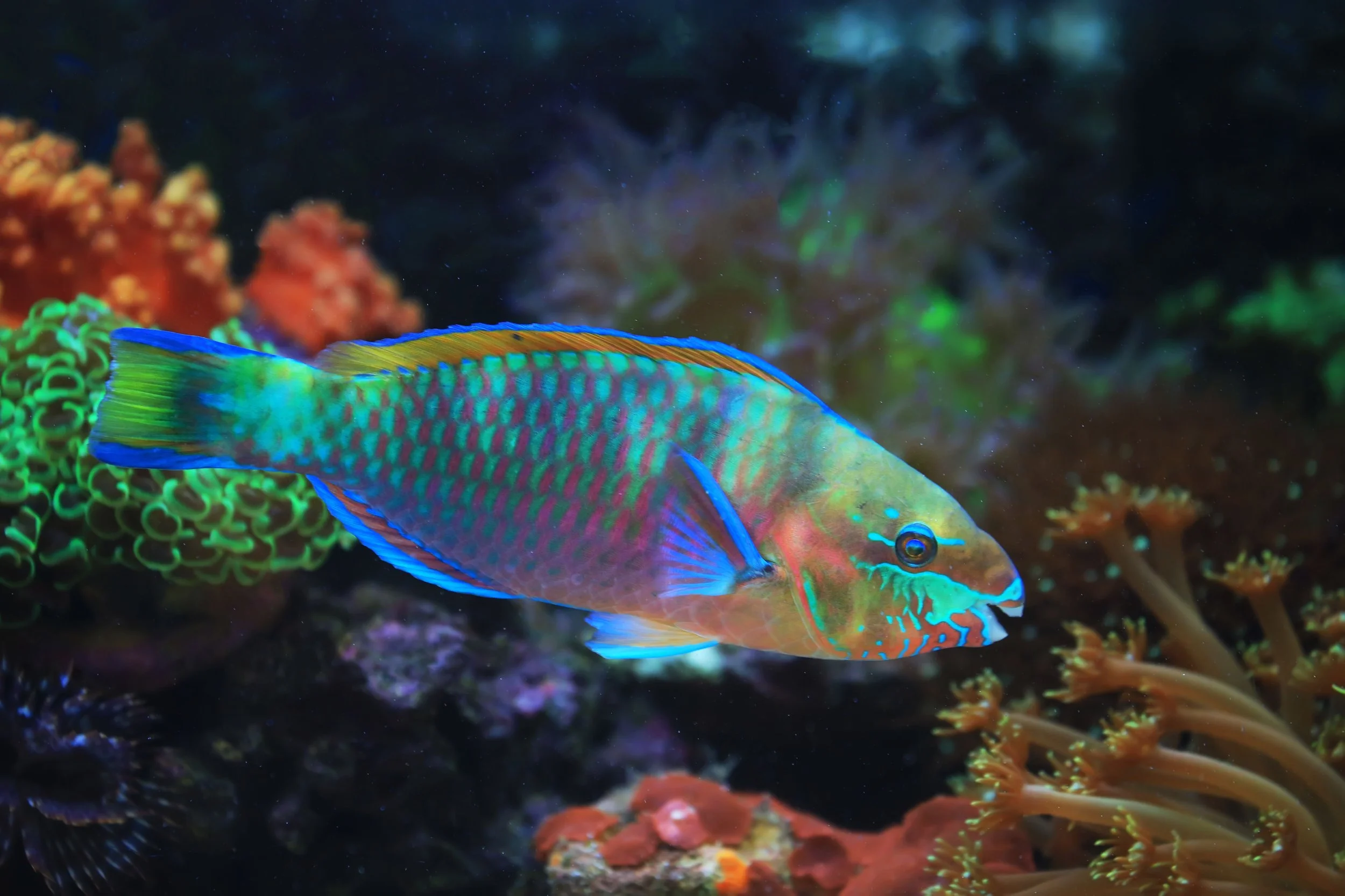 Colorful parrotfish (Scaridae) swimming through a coral reef
