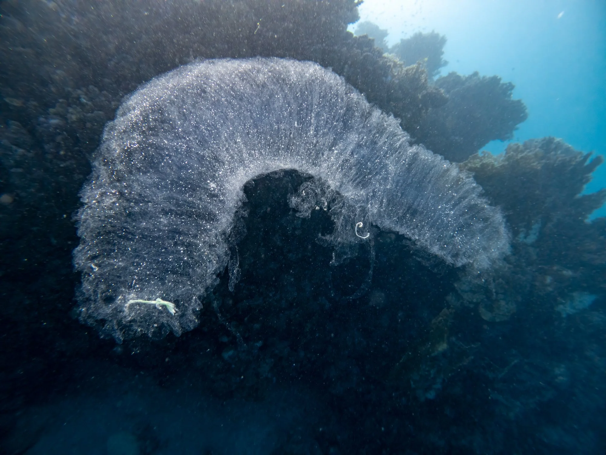 How about a mucus cocoon to protect you from pathogens, parasites and predators. You will have to make your own, though; this one is the parrotfishes’s! The fish has abandoned it at dawn; the empty cocoon is all that’s left.