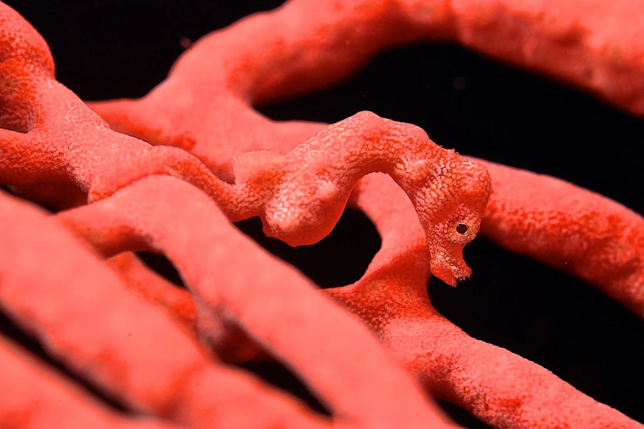 Orange pygmy seahorse (Hippocampus denise) on a gordonian coral.