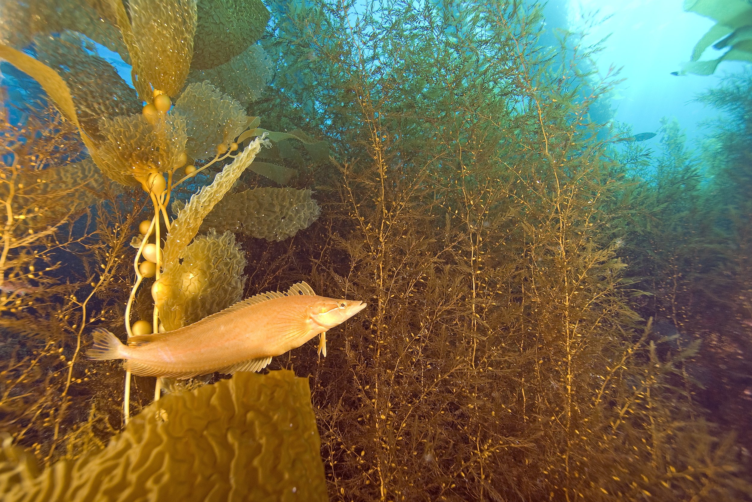 Giant Kelp fish (Heterostichus rostratus) at California Kelp Forest.