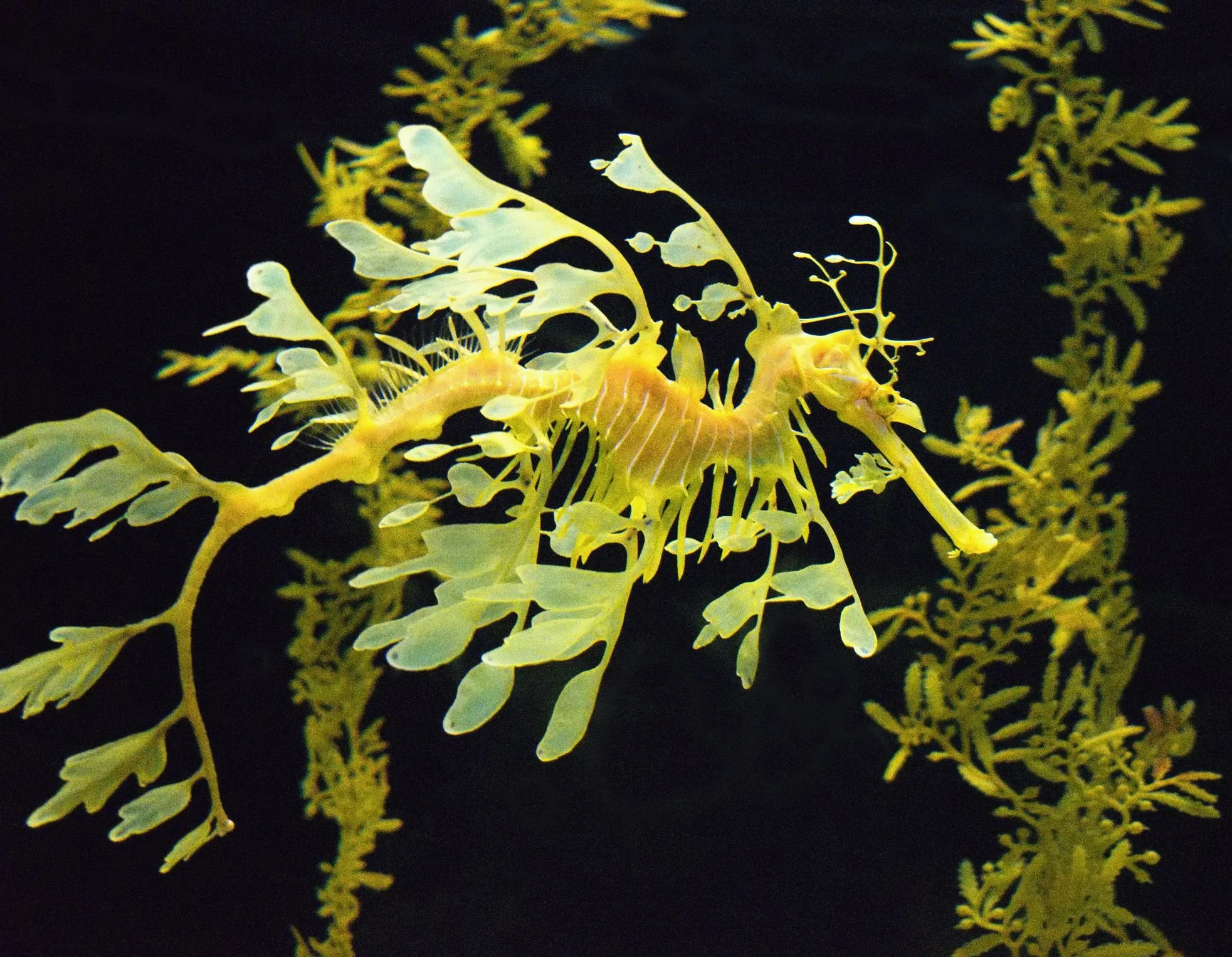 Leafy sea dragon (Phycodurus eques)