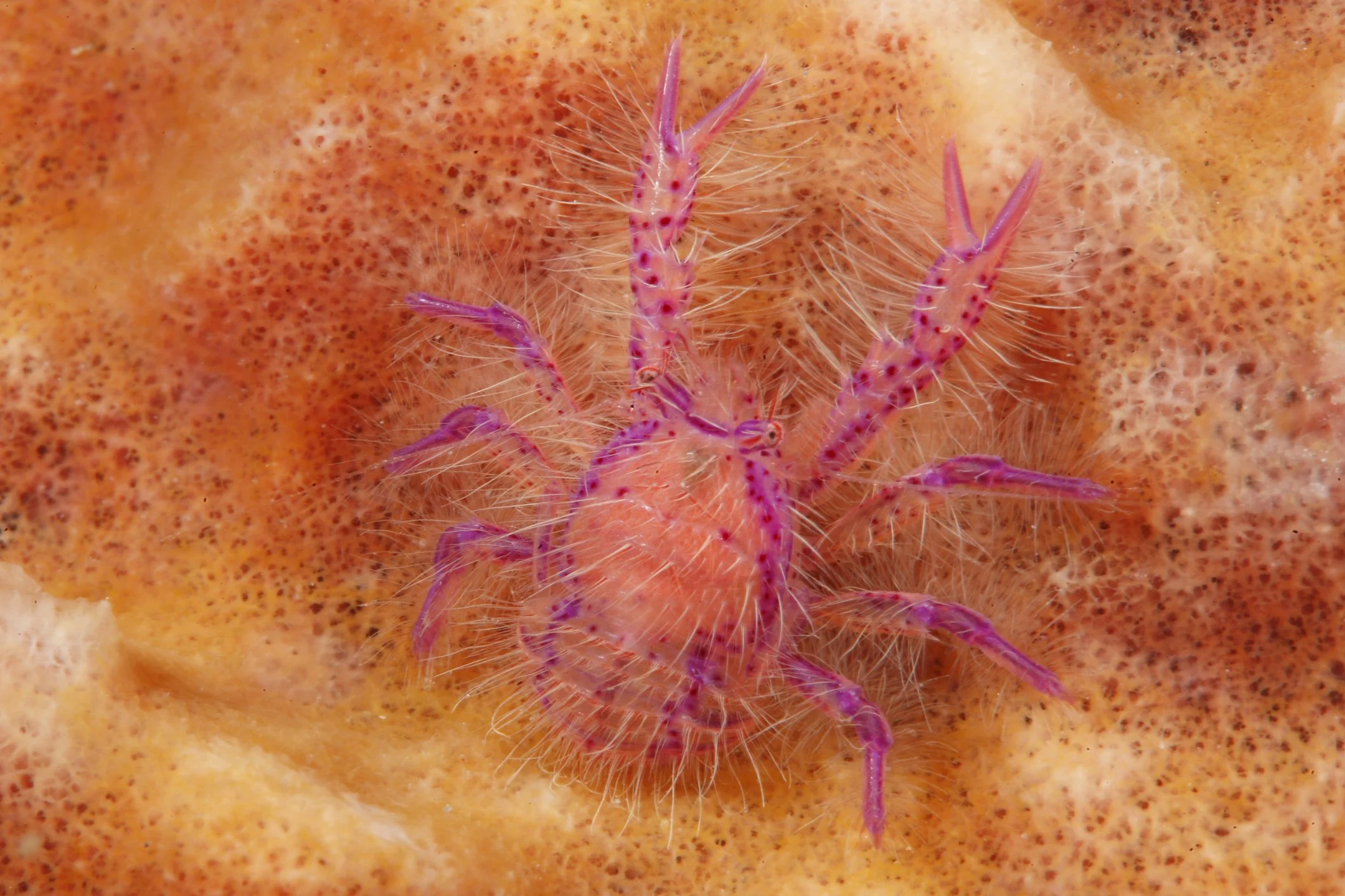 Fairy crab on a giant barrel sponge. Notice how it has wrapped its tail around its lower abdomen for protection.