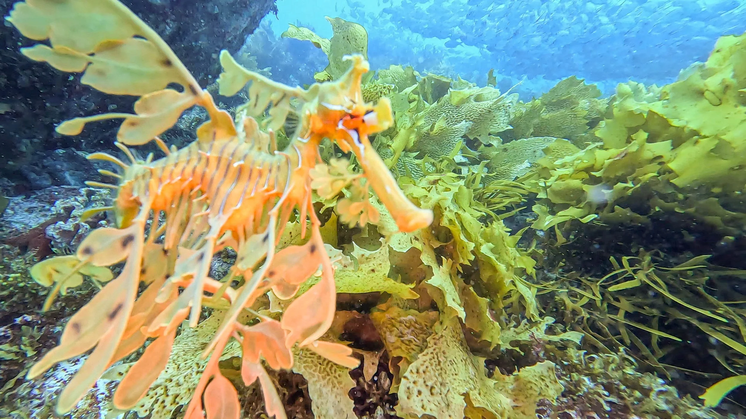 Fig 1: On a diving trip in the serene waters of the Pacific Ocean, you are lazily moving over the rocky reefs and the seaweed beds, until something catches your eye. You are lucky, for it wasn’t supposed to.