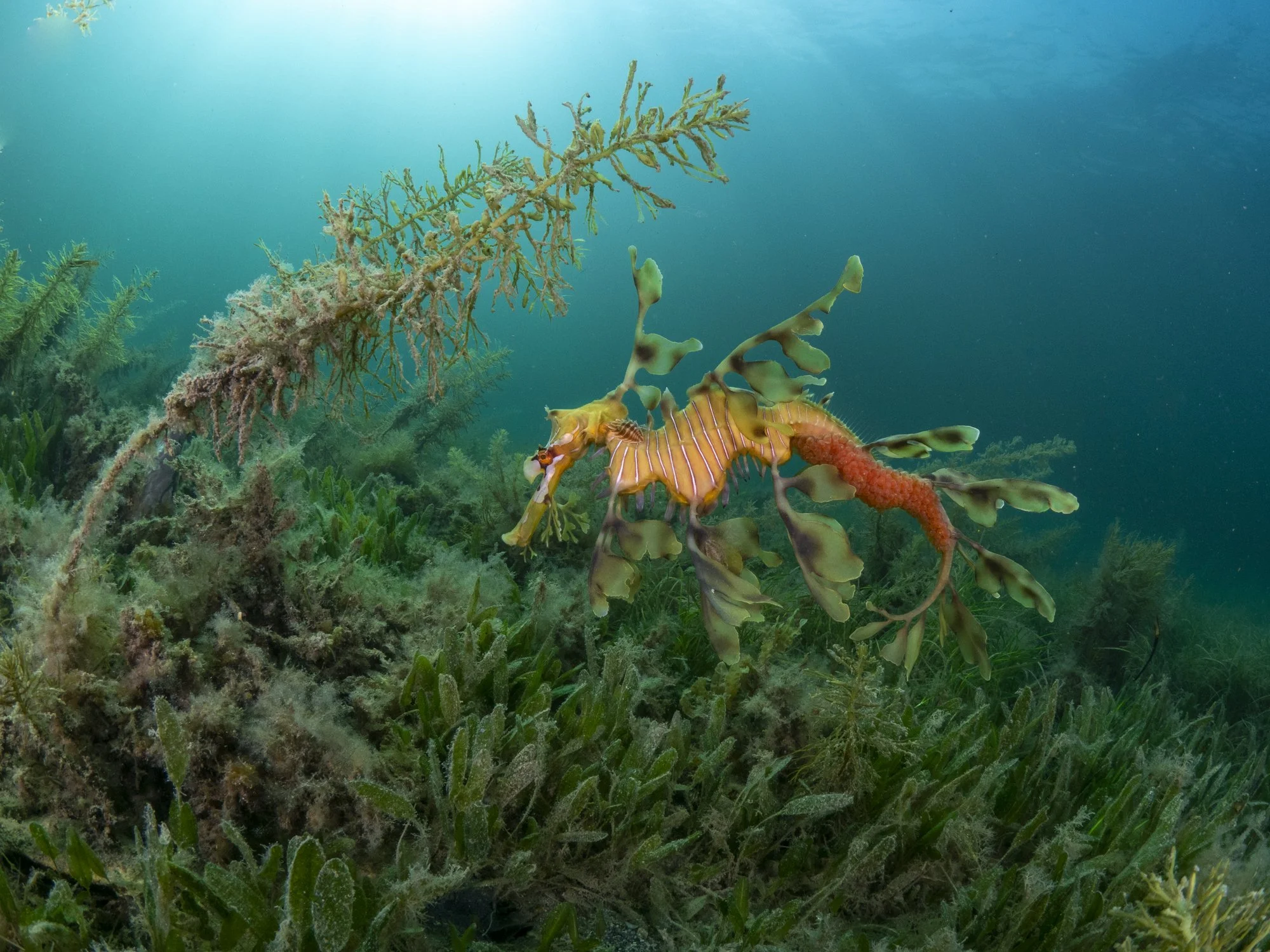 The male leafy seadragon incubates eggs on the underside of his tail for 4-6 weeks