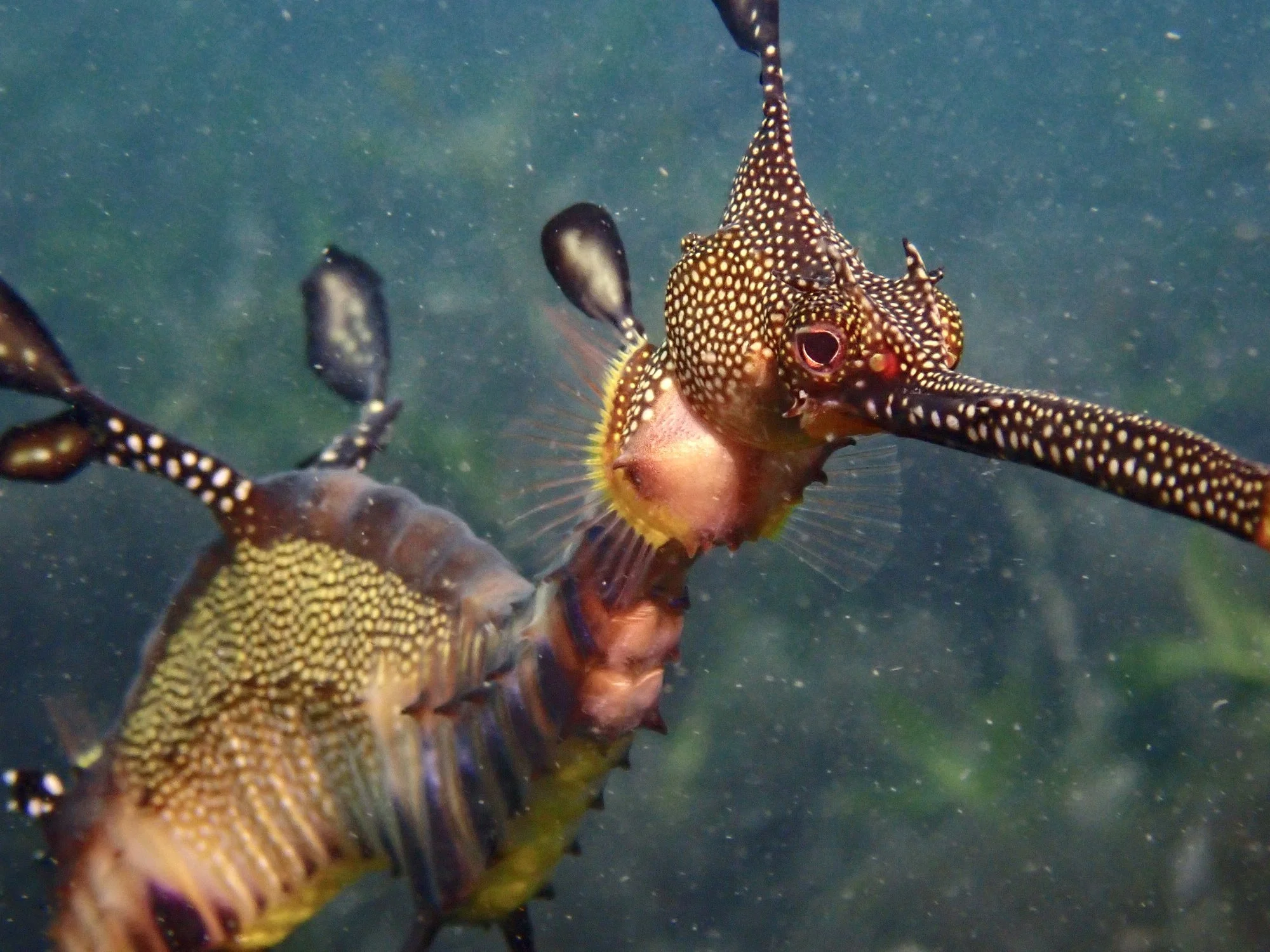 The exotic weedy seadragon (Phyllopteryx taeniolatus) at Flinders Pier, Victoria, Australia. Notice the transparent pectoral fins, which helps the seadragon change direction and move in water.