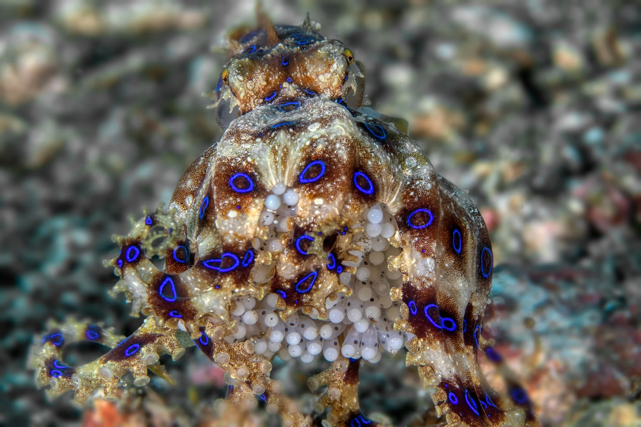 The blue-ringed octopus mum lays between 50 and 100 eggs, and refuses to eat while guarding them.