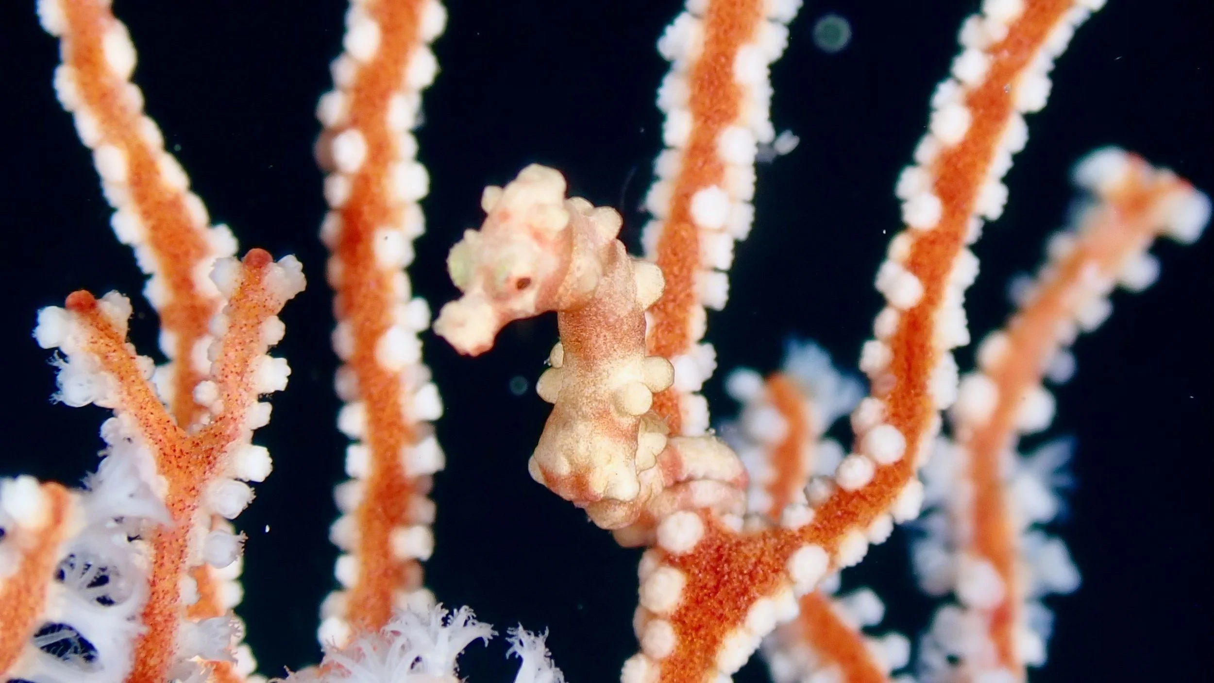 Denise’s pygmy seahorse (Hippocampus denise)
