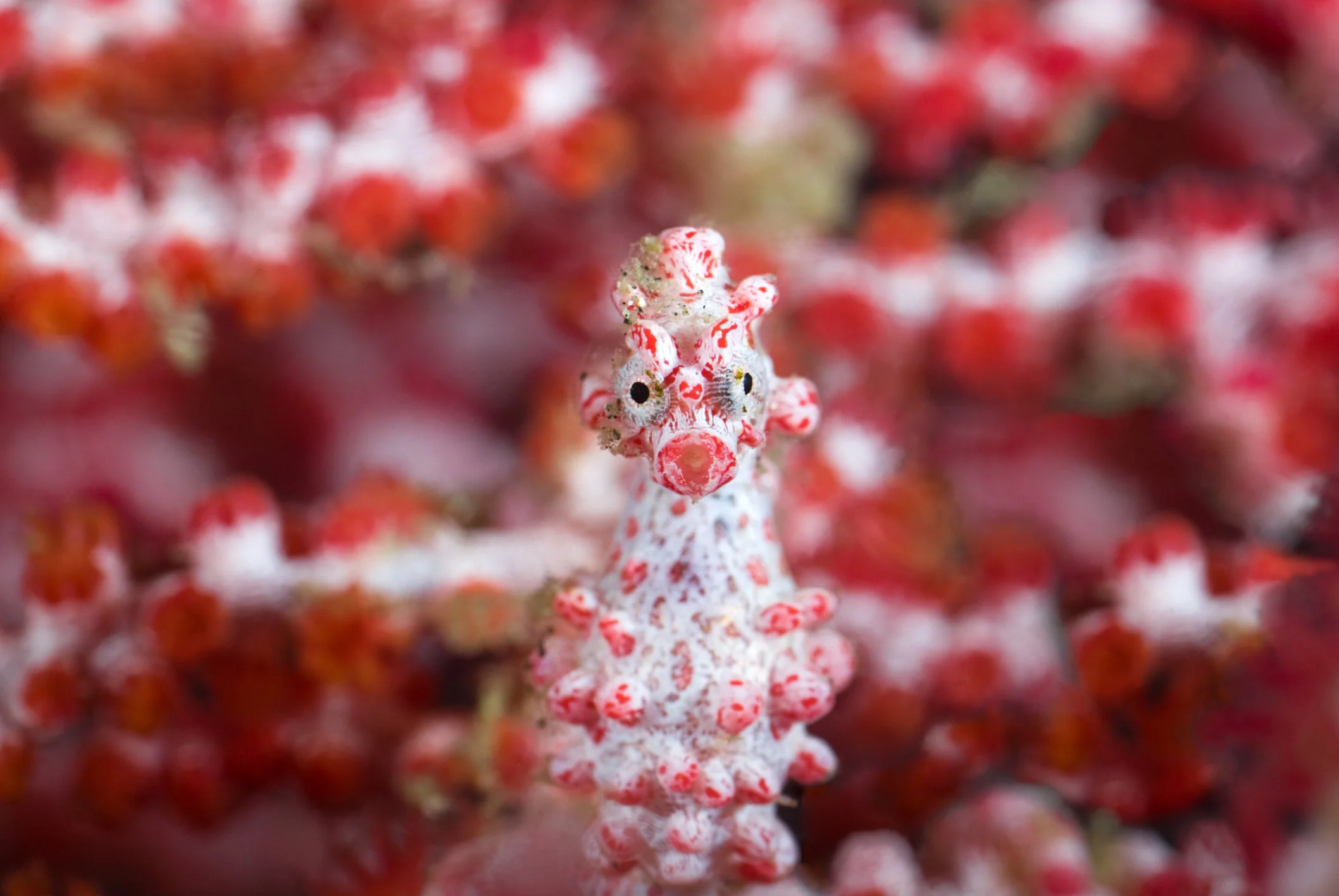 Bargibant's pygmy seahorse (Hippocampus bargibanti).
